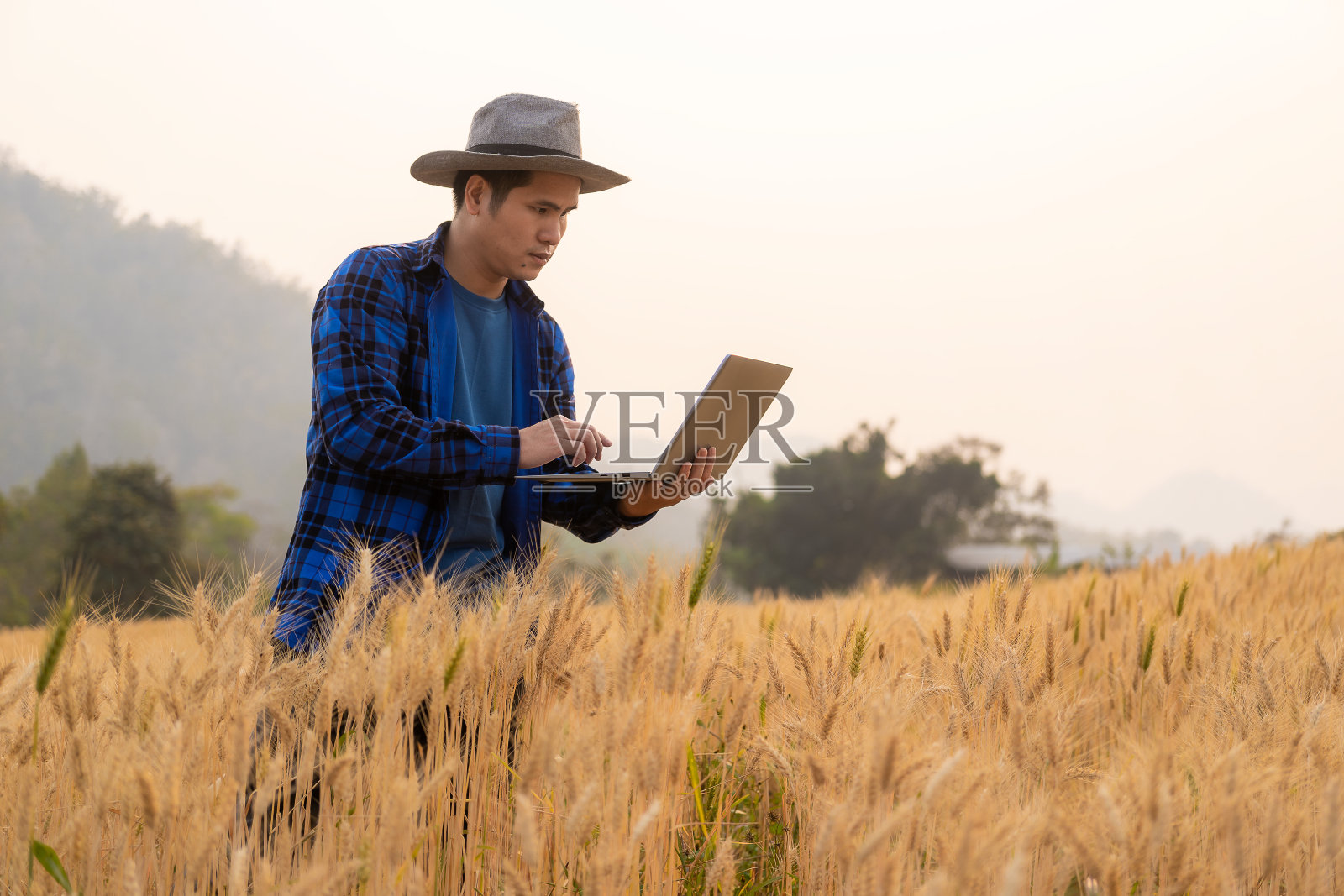 农学家检查并比较成熟的小麦和幼嫩的小麦。农民手里拿着数码平板电脑检查使用技术照片摄影图片