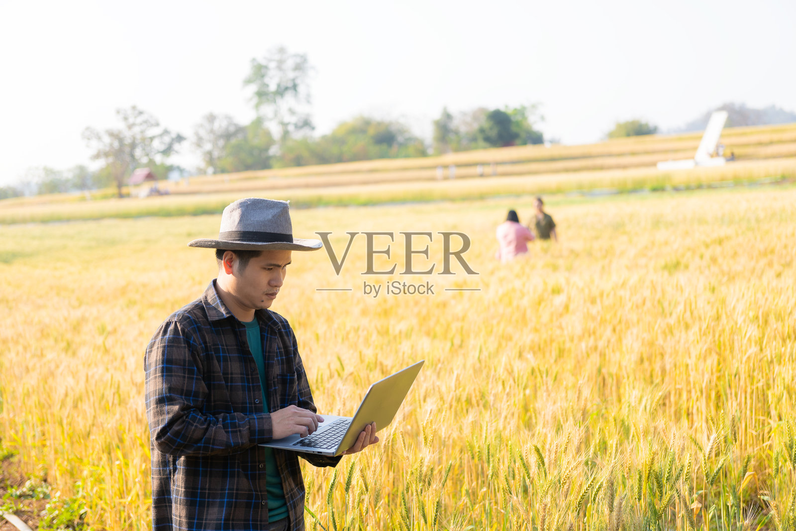 农学家检查并比较成熟的小麦和幼嫩的小麦。农民手里拿着数码平板电脑检查使用技术照片摄影图片