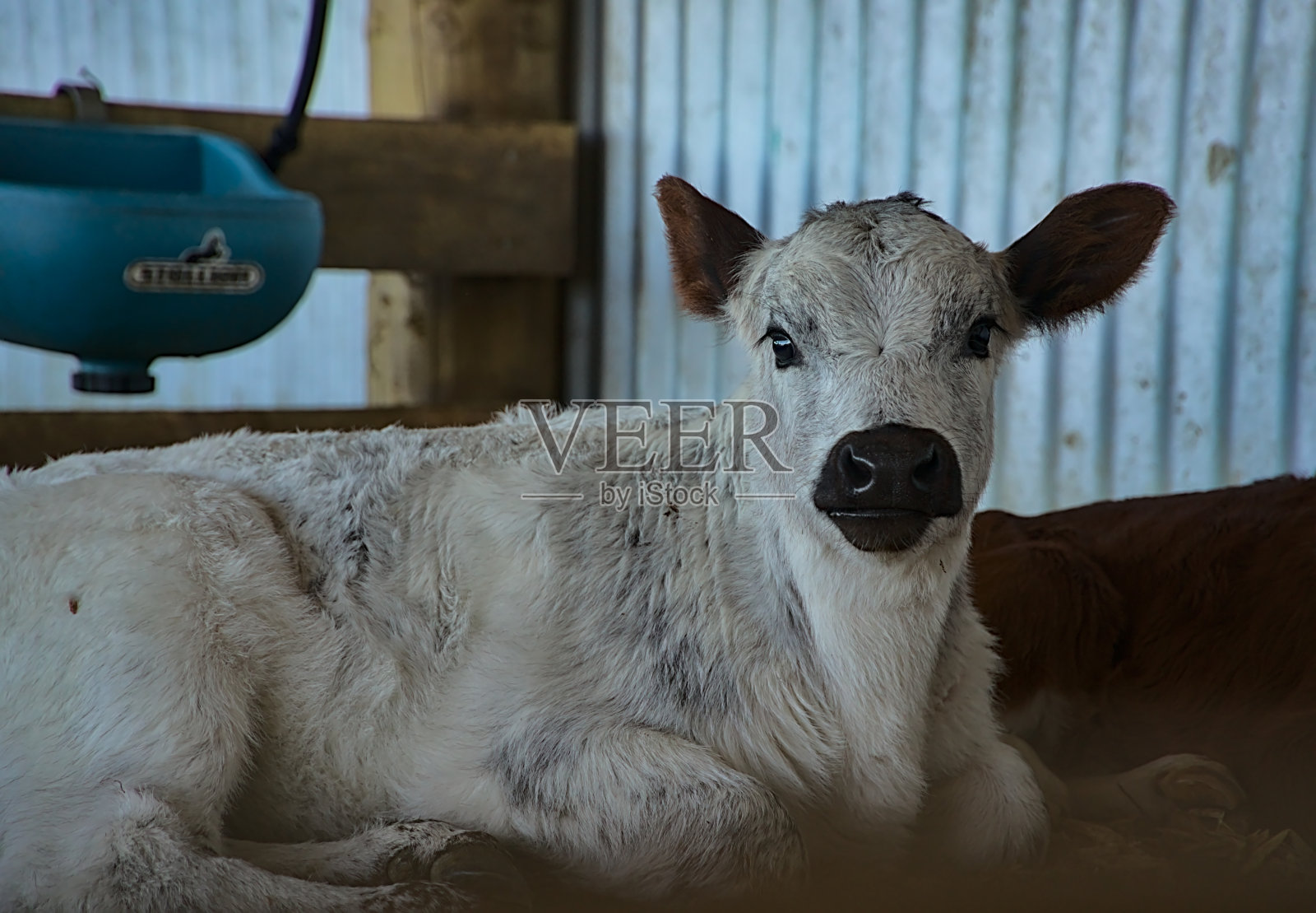 一只长着黑鼻子的白小牛的特写照片摄影图片