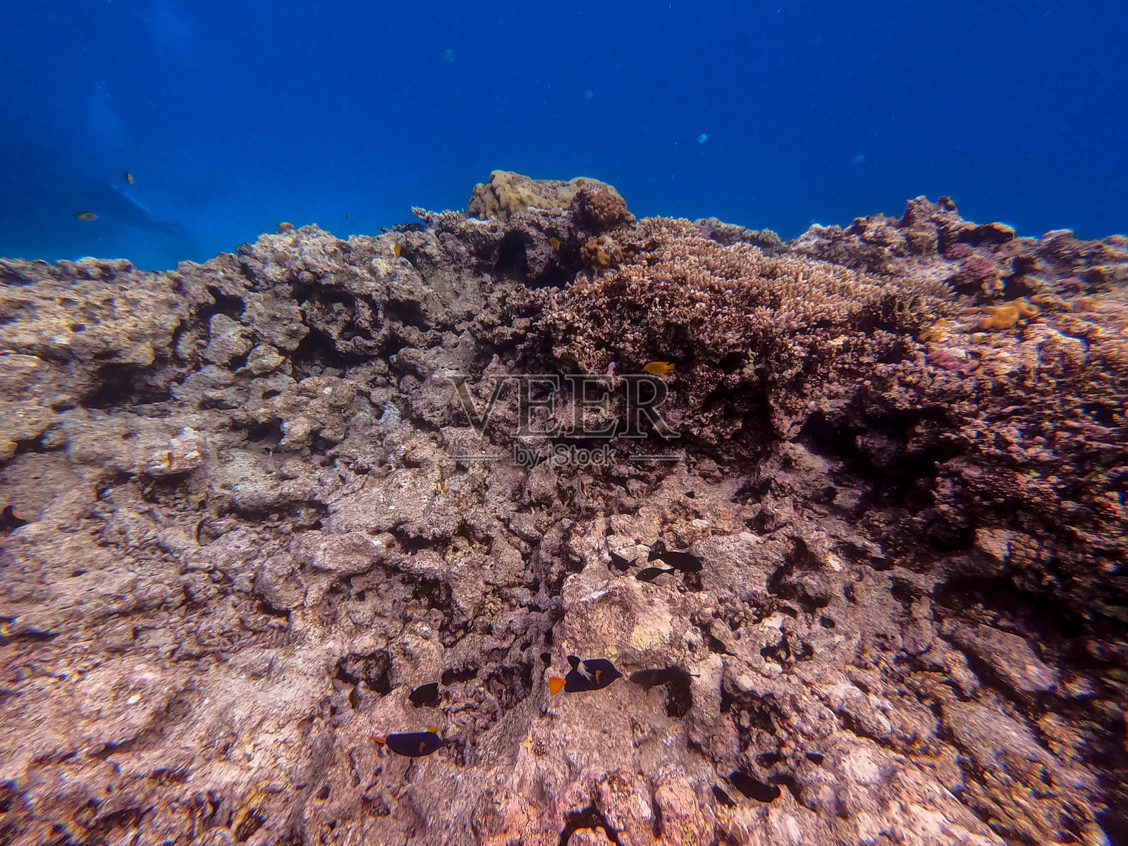 珊瑚礁的水下生物，珊瑚和热带鱼。红海的珊瑚礁，埃及照片摄影图片