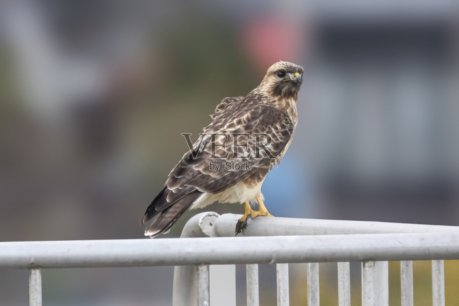在篱笆上休息的东方秃鹰。照片摄影图片