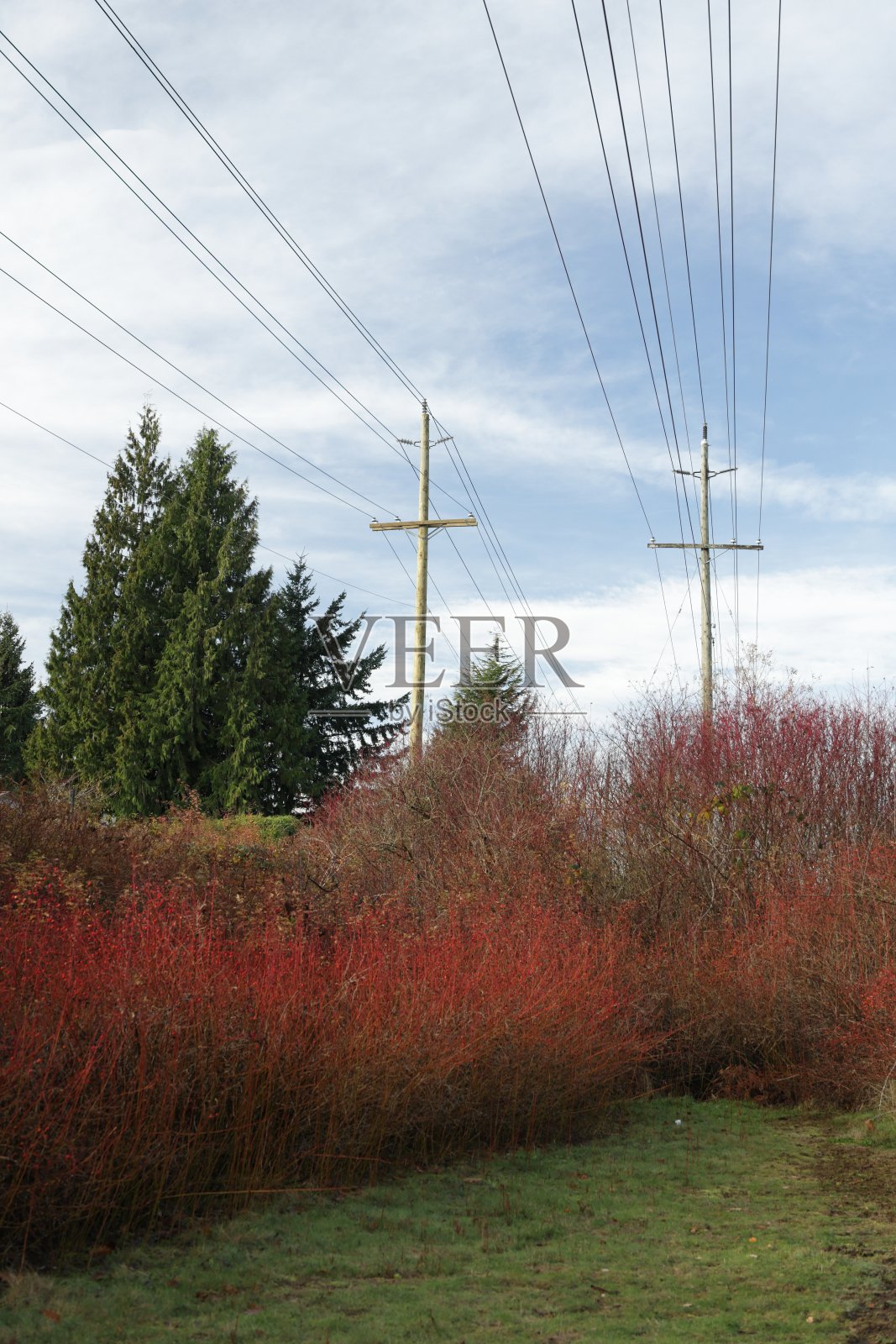 加拿大秋色绿带上的电网照片摄影图片