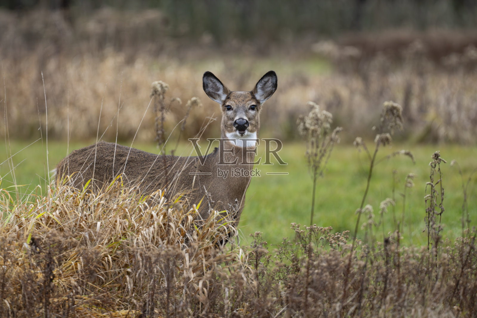 白尾鹿或弗吉尼亚鹿，雌性动物在看镜头照片摄影图片