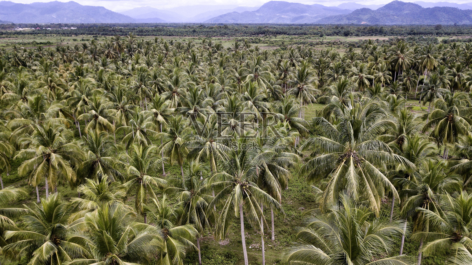 椰子花园照片摄影图片