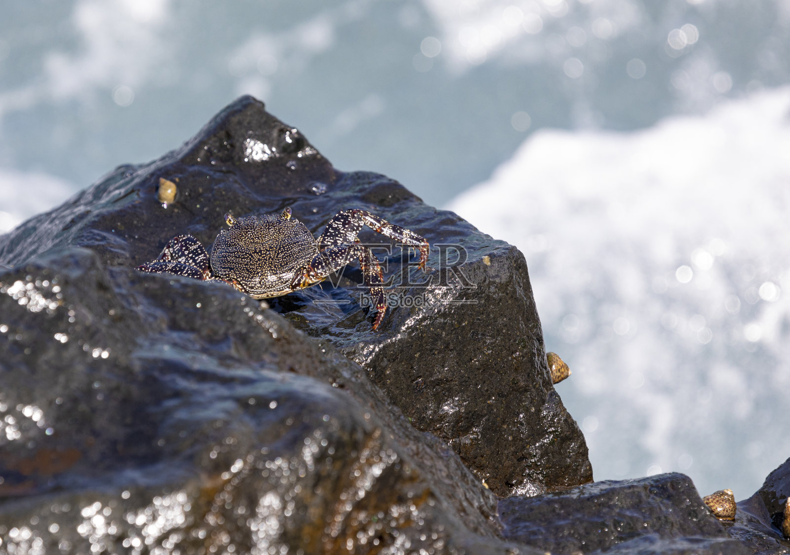 格拉普苏斯蟹 - 摩尔螃蟹，拉帕尔马照片摄影图片