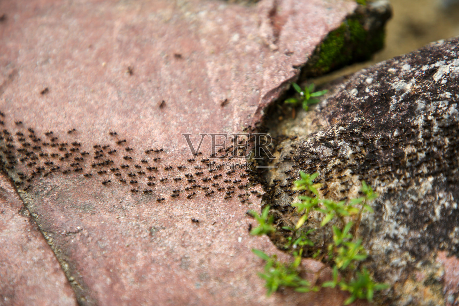 早晨在自然保护区森林照片摄影图片