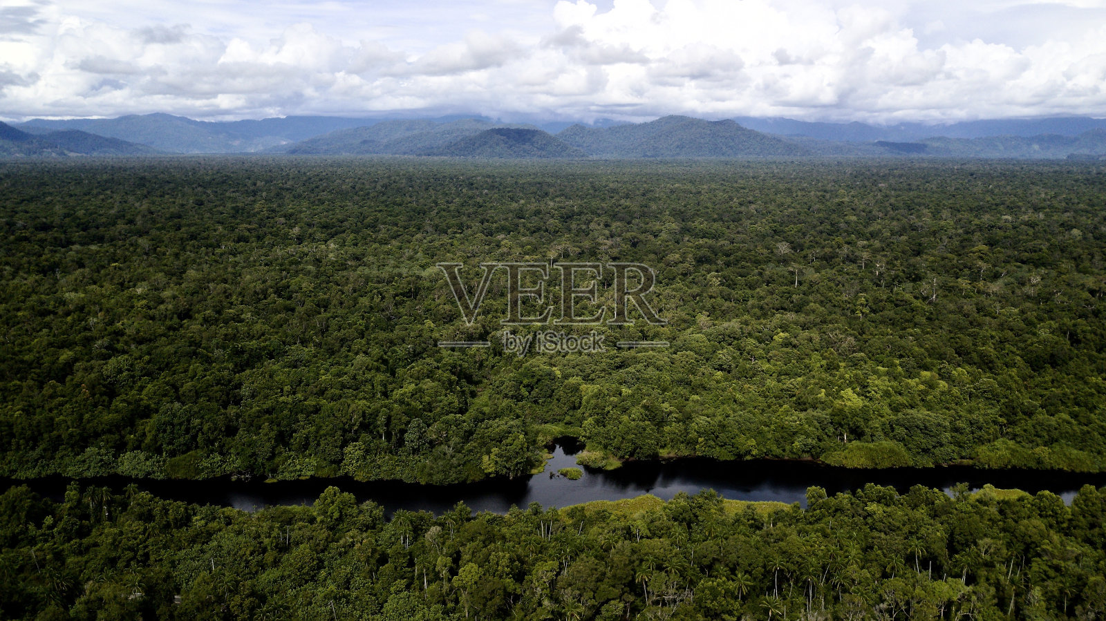 亚齐低地热带雨林照片摄影图片