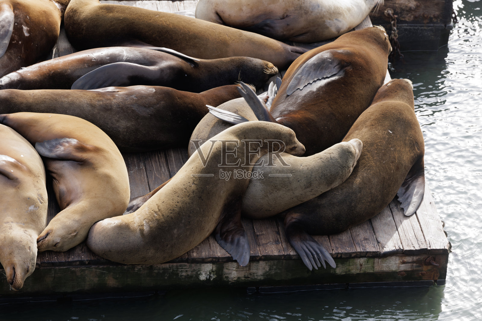 旧金山39号码头的海狮照片摄影图片