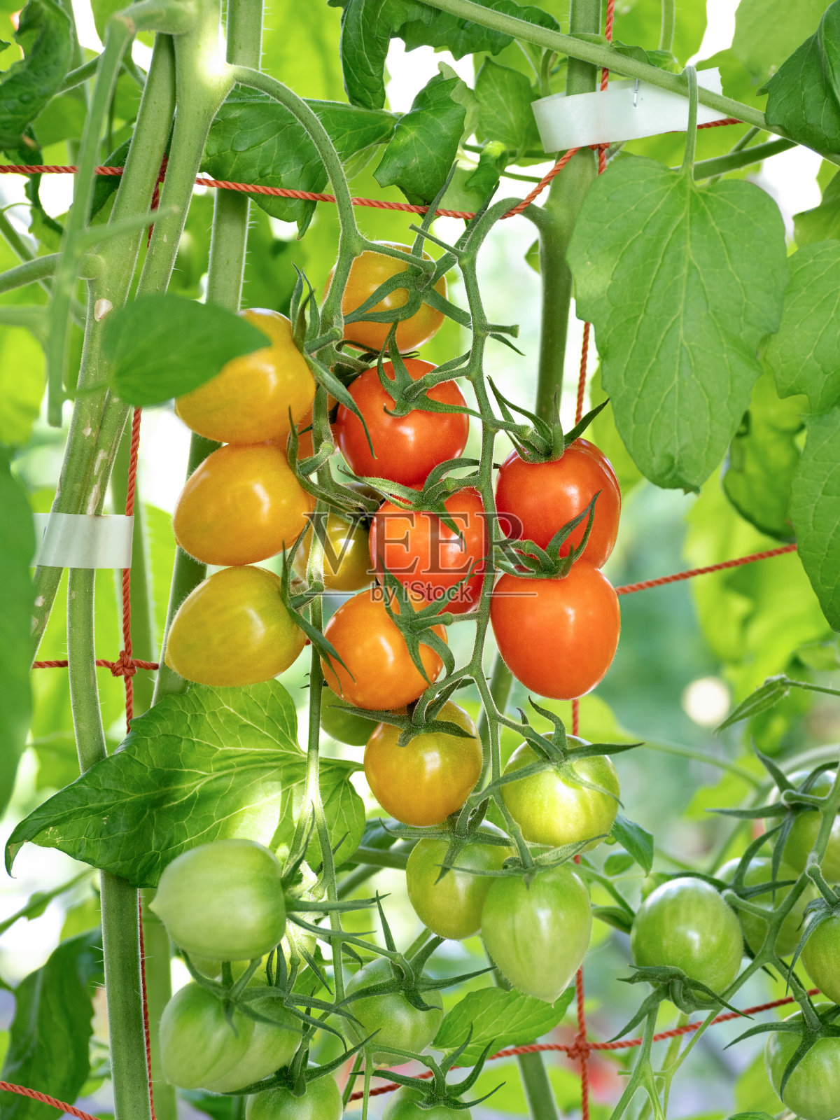 温室栽培圣女果照片摄影图片