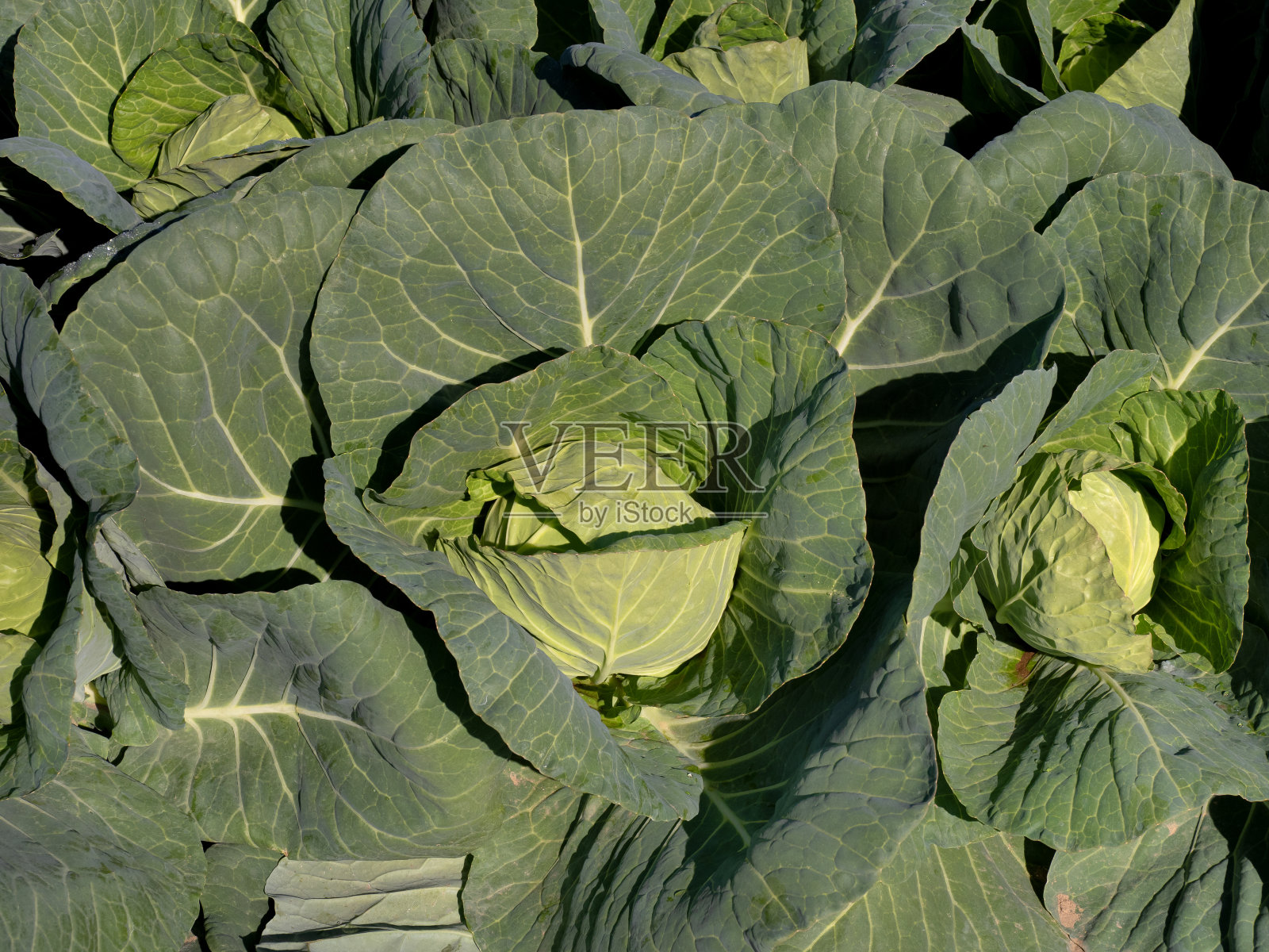 白菜的栽培照片摄影图片