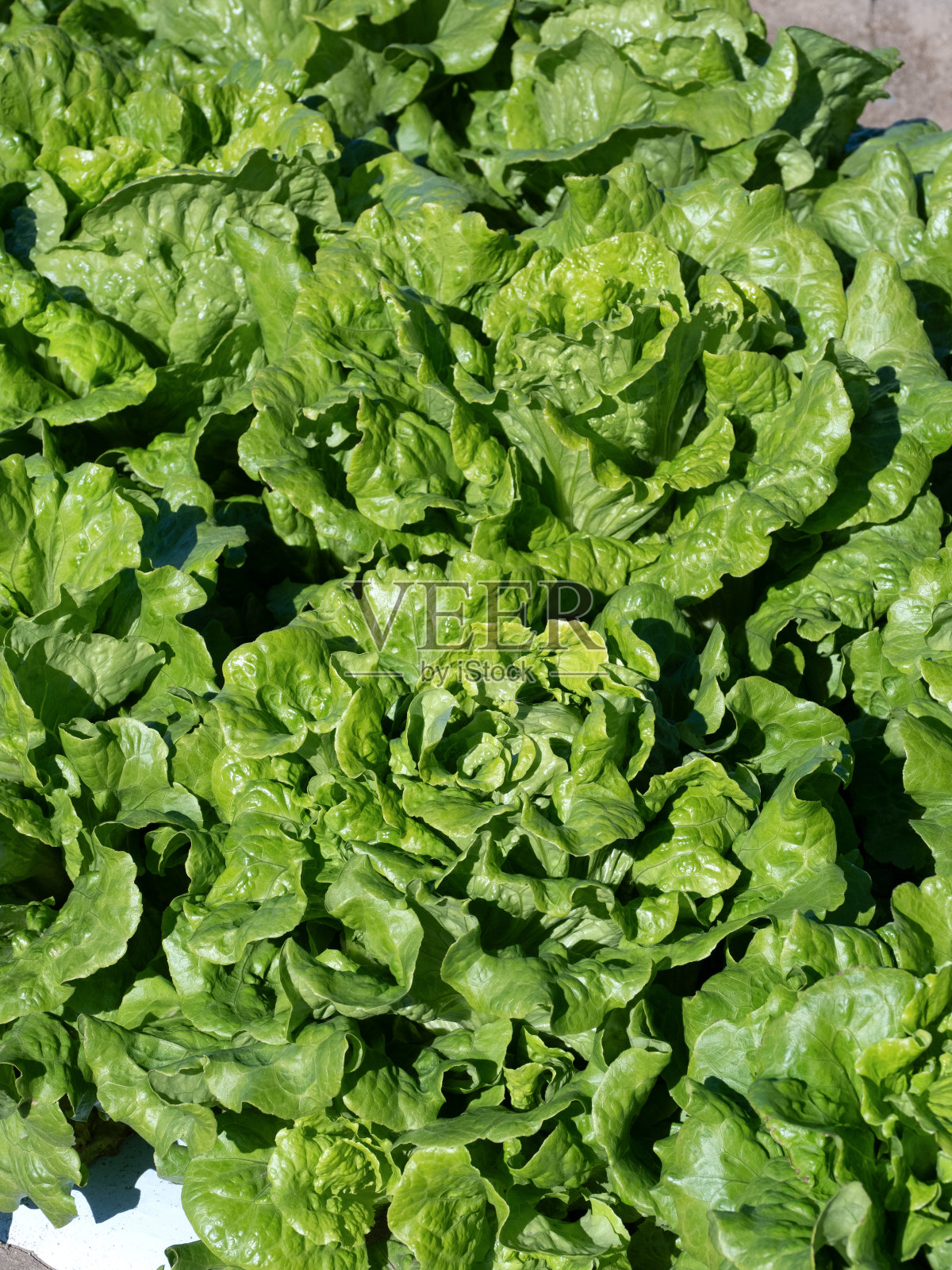 半头莴苣的栽培照片摄影图片