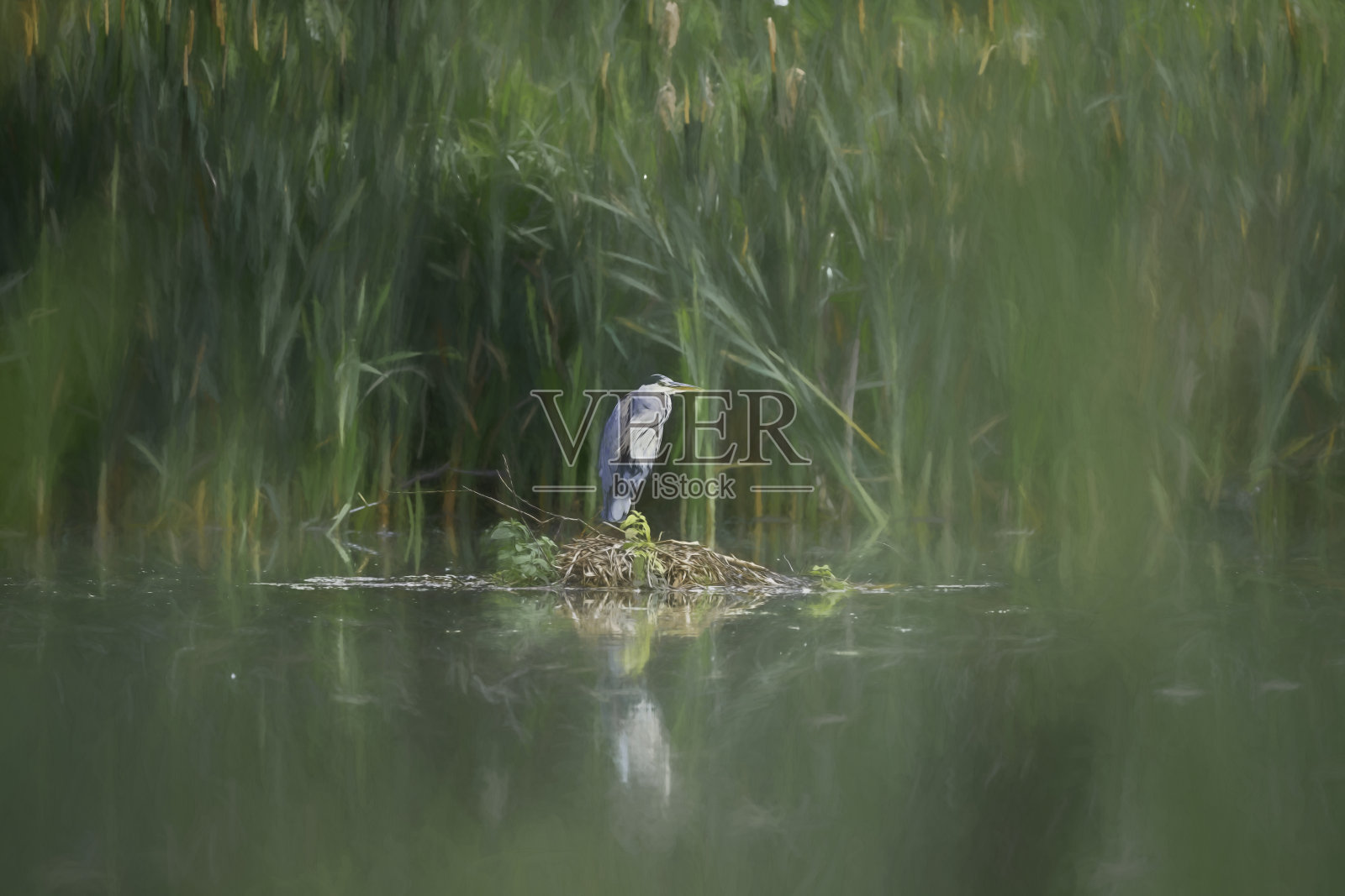灰色苍鹭的数字插图，栖息在芦苇岸边。照片摄影图片