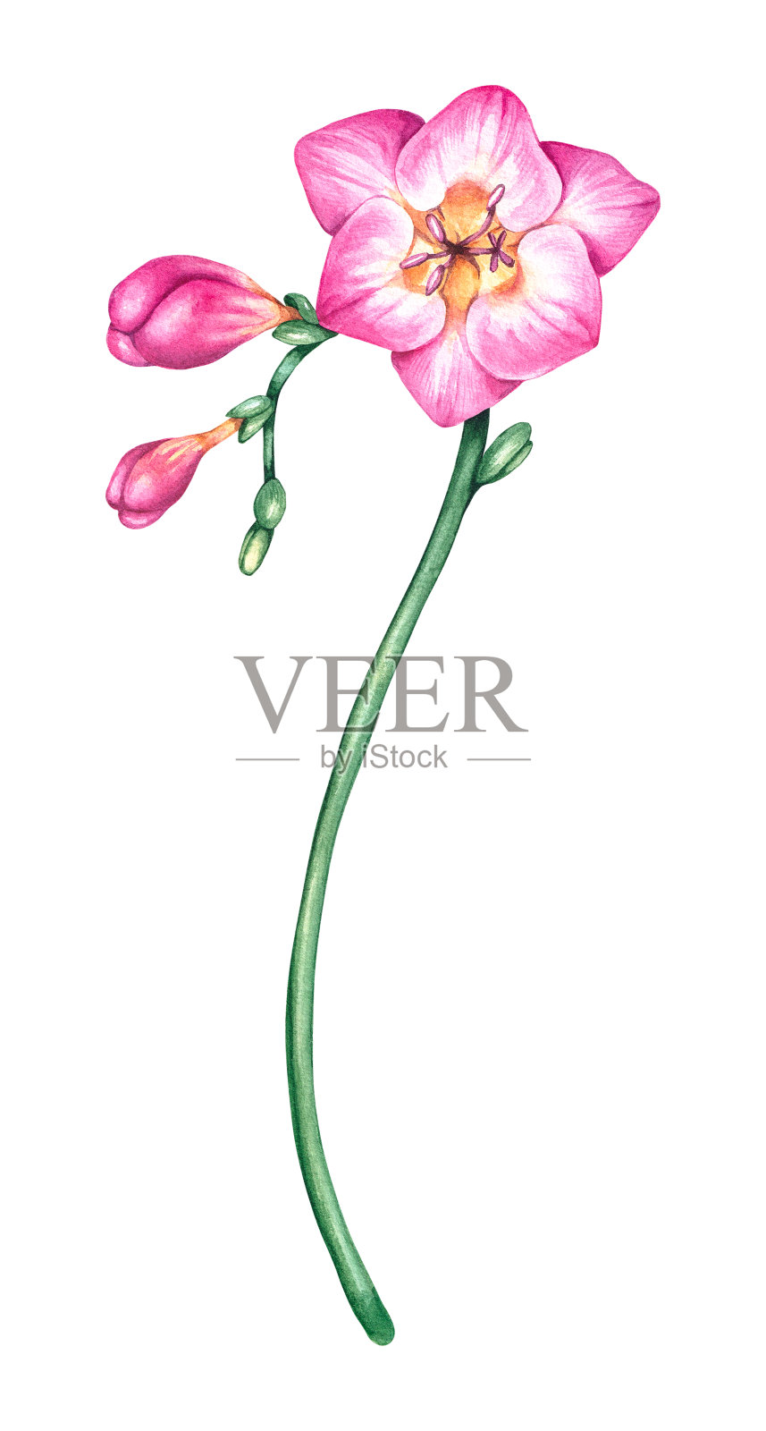 粉色小苍兰花插画图片素材