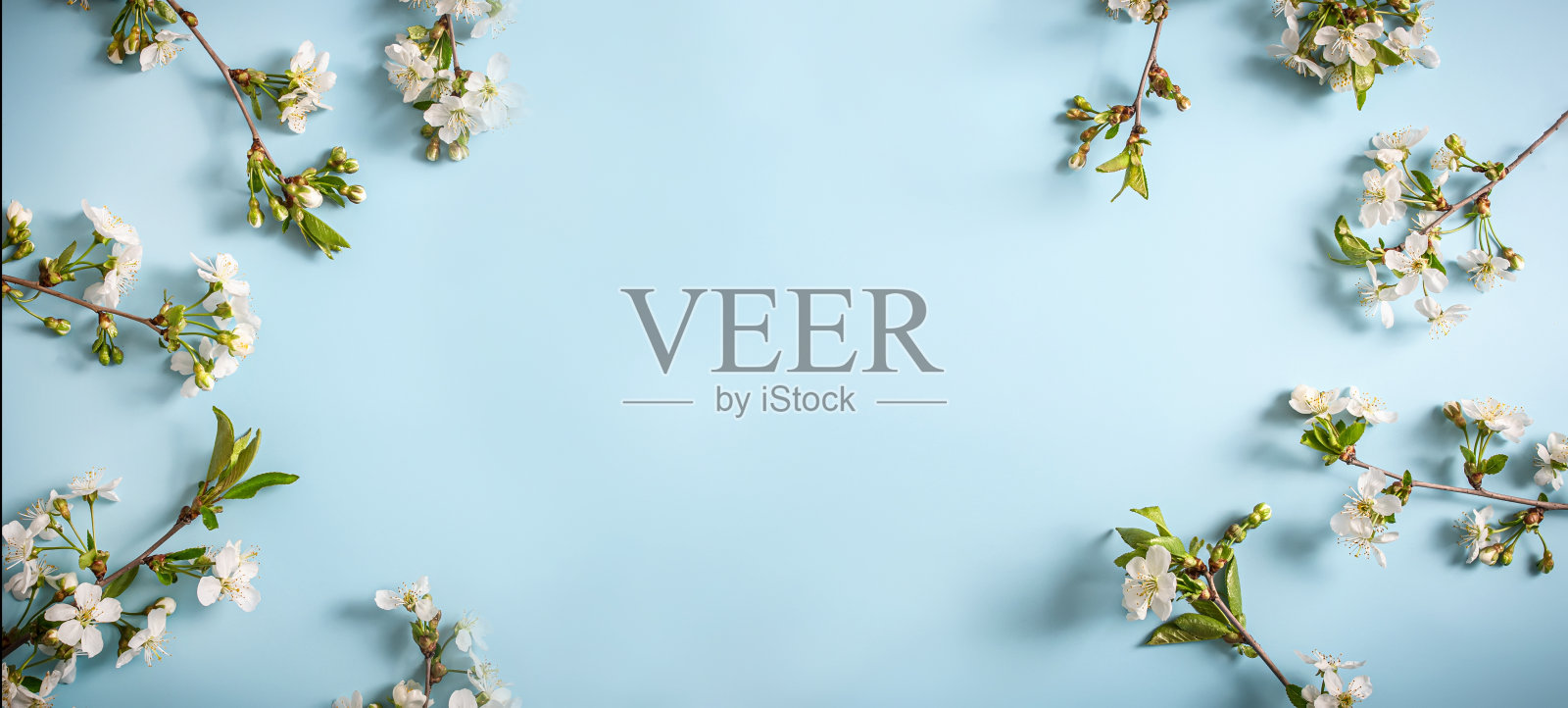 蓝色背景上樱花盛开的树枝。春天的概念。文本空间照片摄影图片