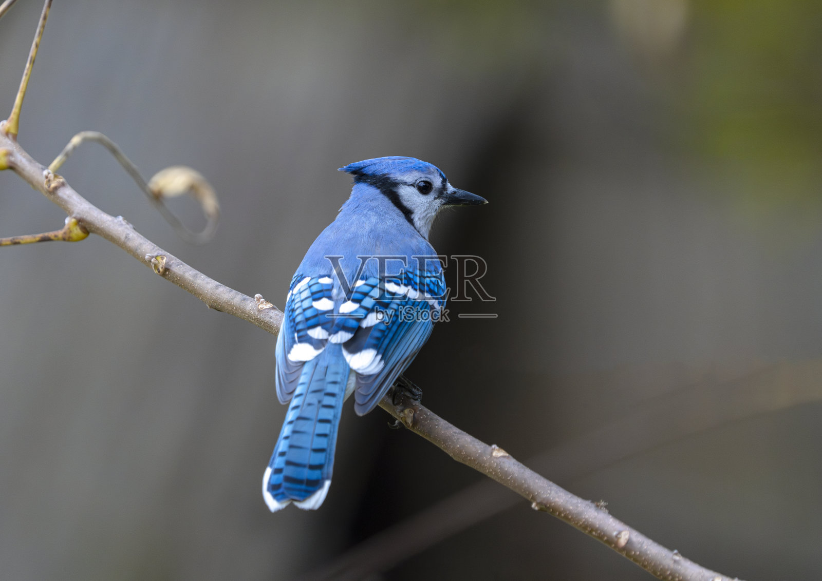 秋天，冠蓝鸦站在树枝上照片摄影图片