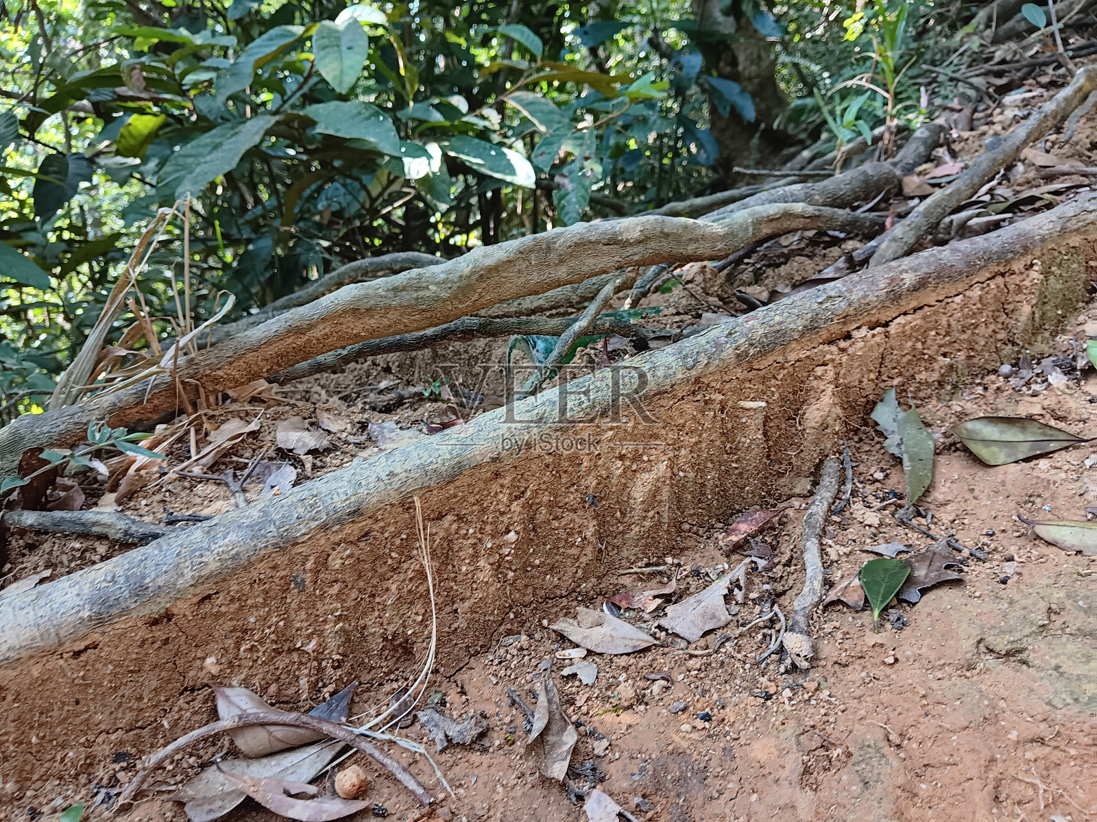 微观世界-根景照片摄影图片