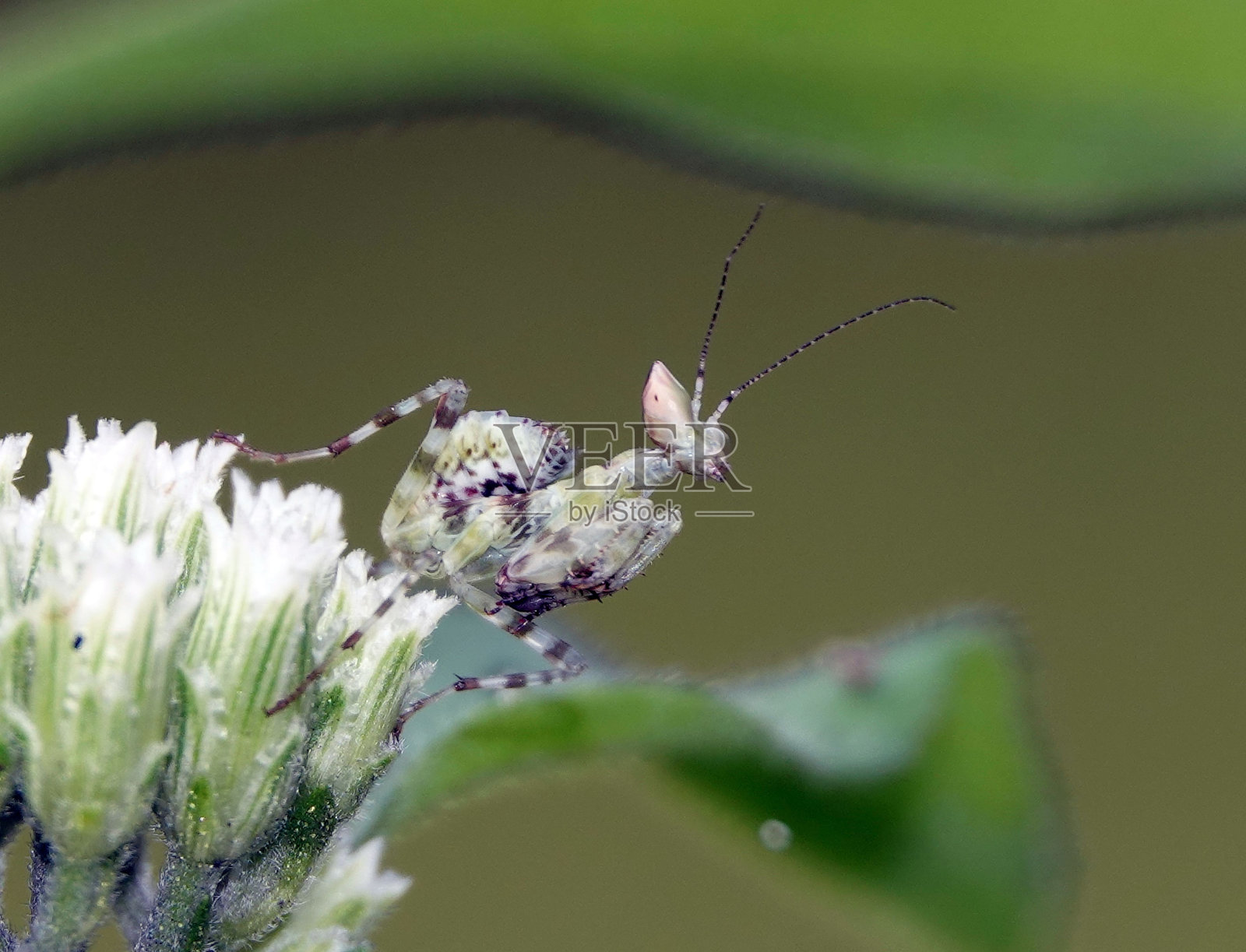 栖息在开花植物纤细茎上的小昆虫，周围环绕着柔软的粉红色花瓣照片摄影图片