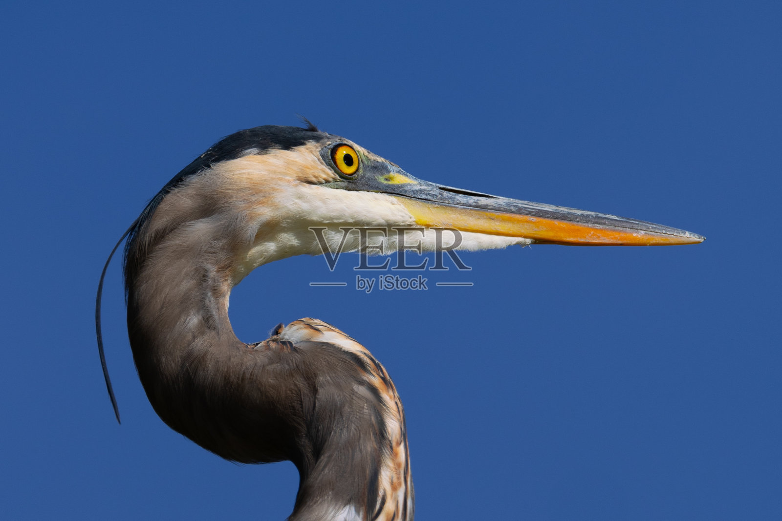 一只大蓝鹭的特写，在北加州沼泽的野外看到照片摄影图片