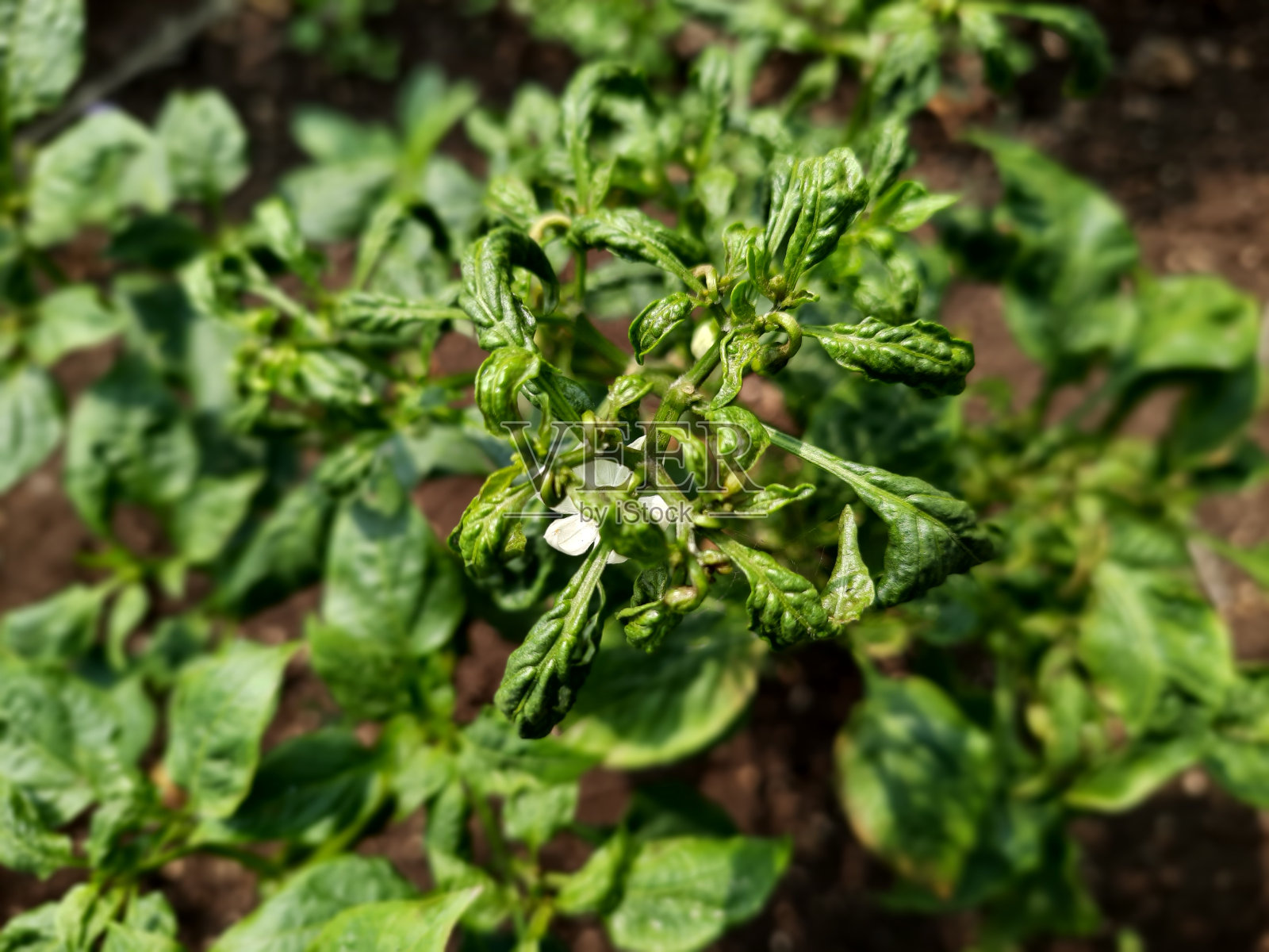 辣椒发生卷曲病照片摄影图片