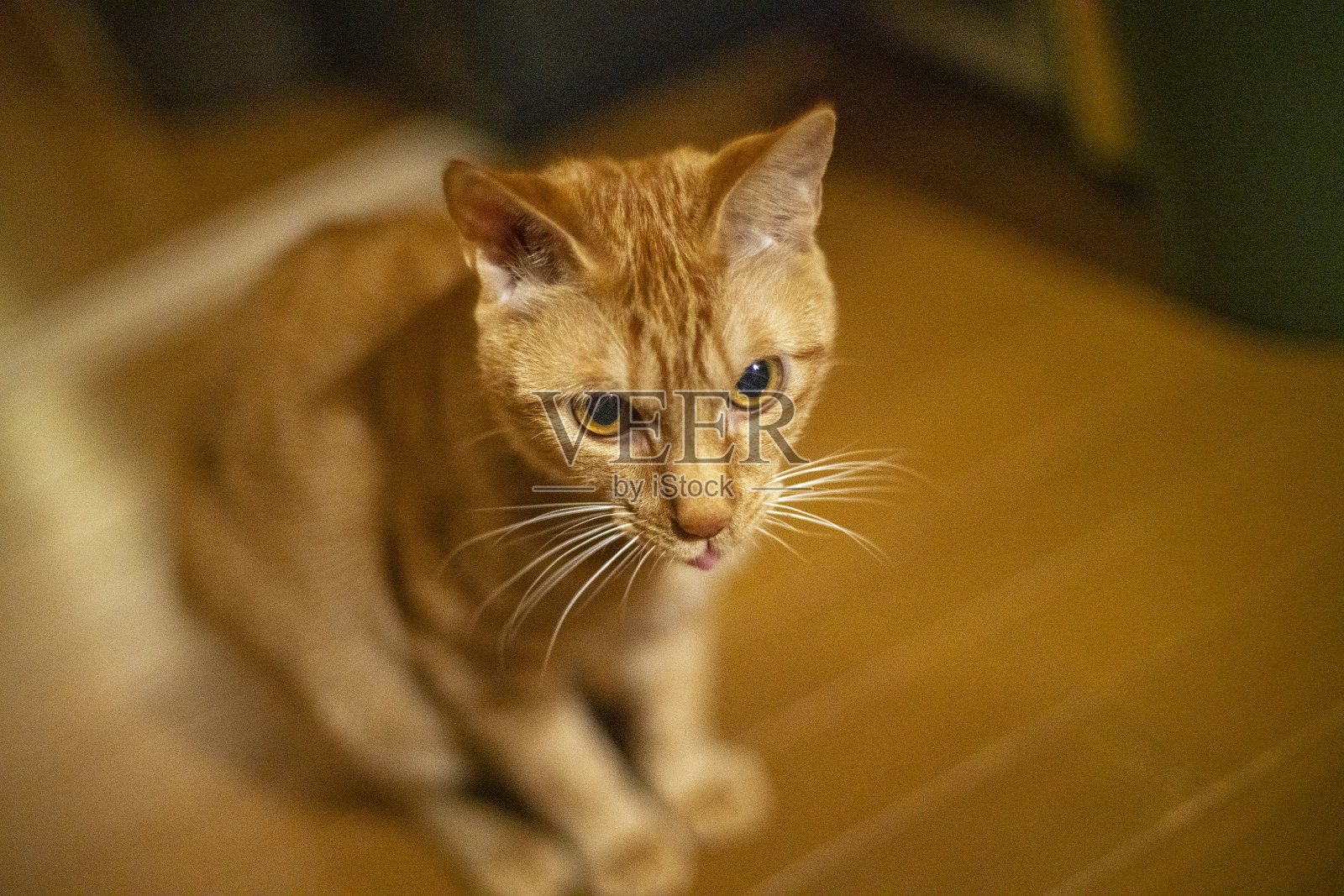 小猫伸出舌头照片摄影图片