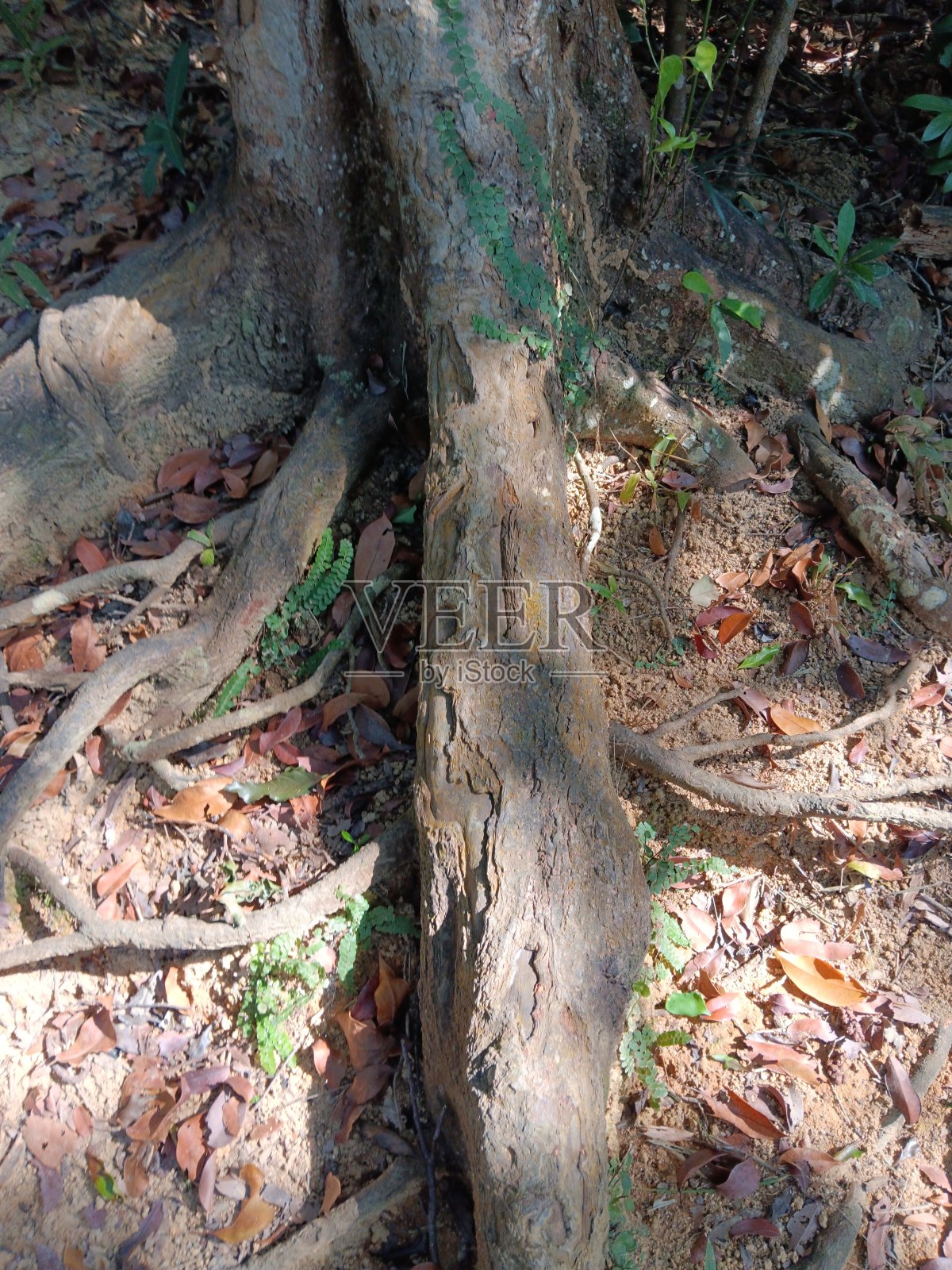 景观中的景观照片摄影图片