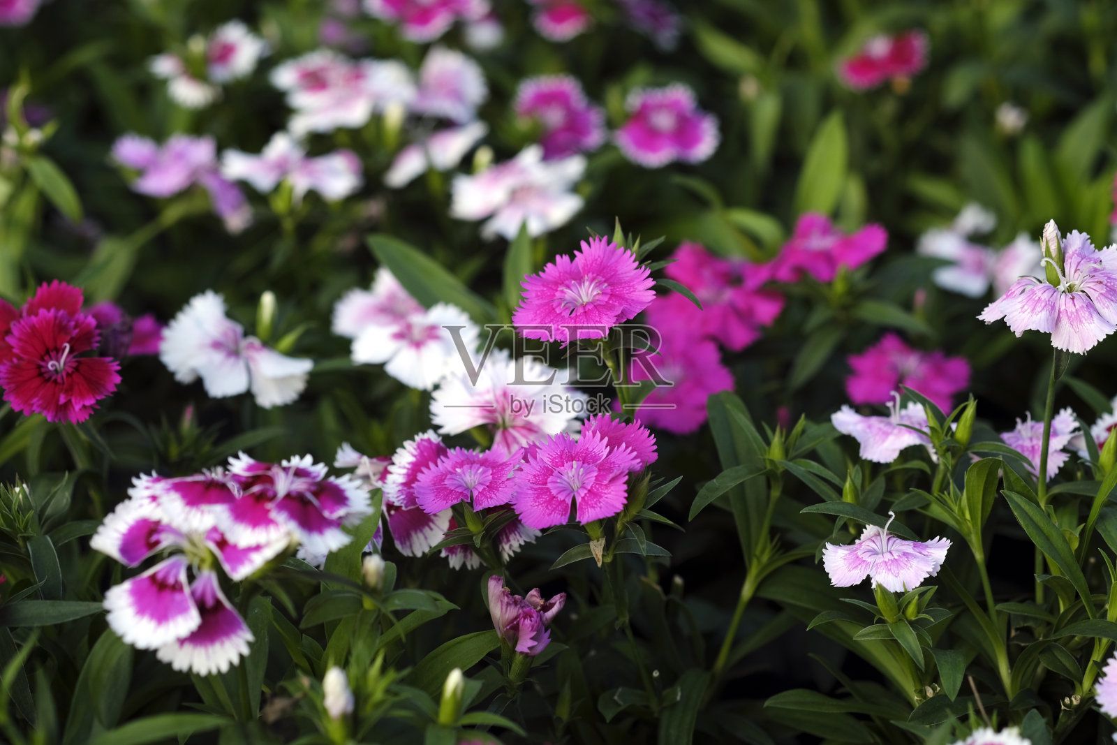 最美丽的花朵绽放在春天的花园，一个框架与柔和的选择性聚焦。照片摄影图片