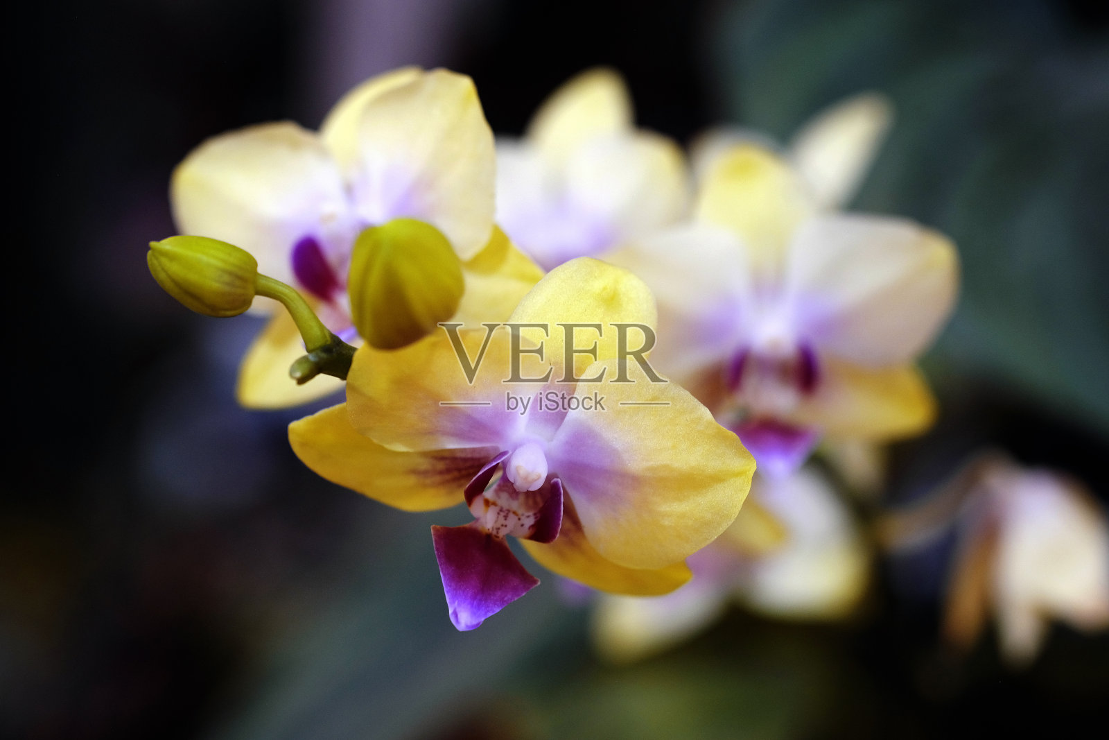 最美丽的花朵绽放在春天的花园，一个框架与柔和的选择性聚焦。照片摄影图片