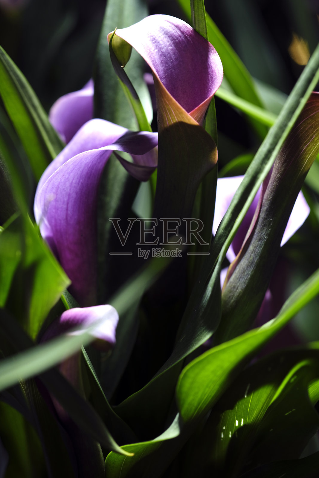 最美丽的花朵绽放在春天的花园，一个框架与柔和的选择性聚焦。照片摄影图片