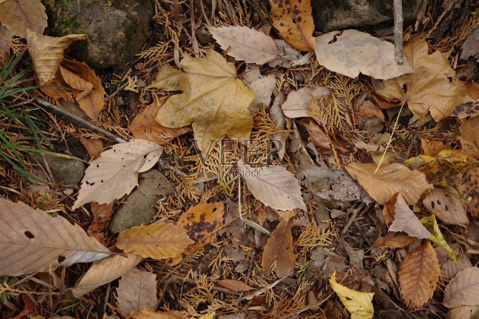 深秋，落叶混交林的落叶色彩鲜艳照片摄影图片