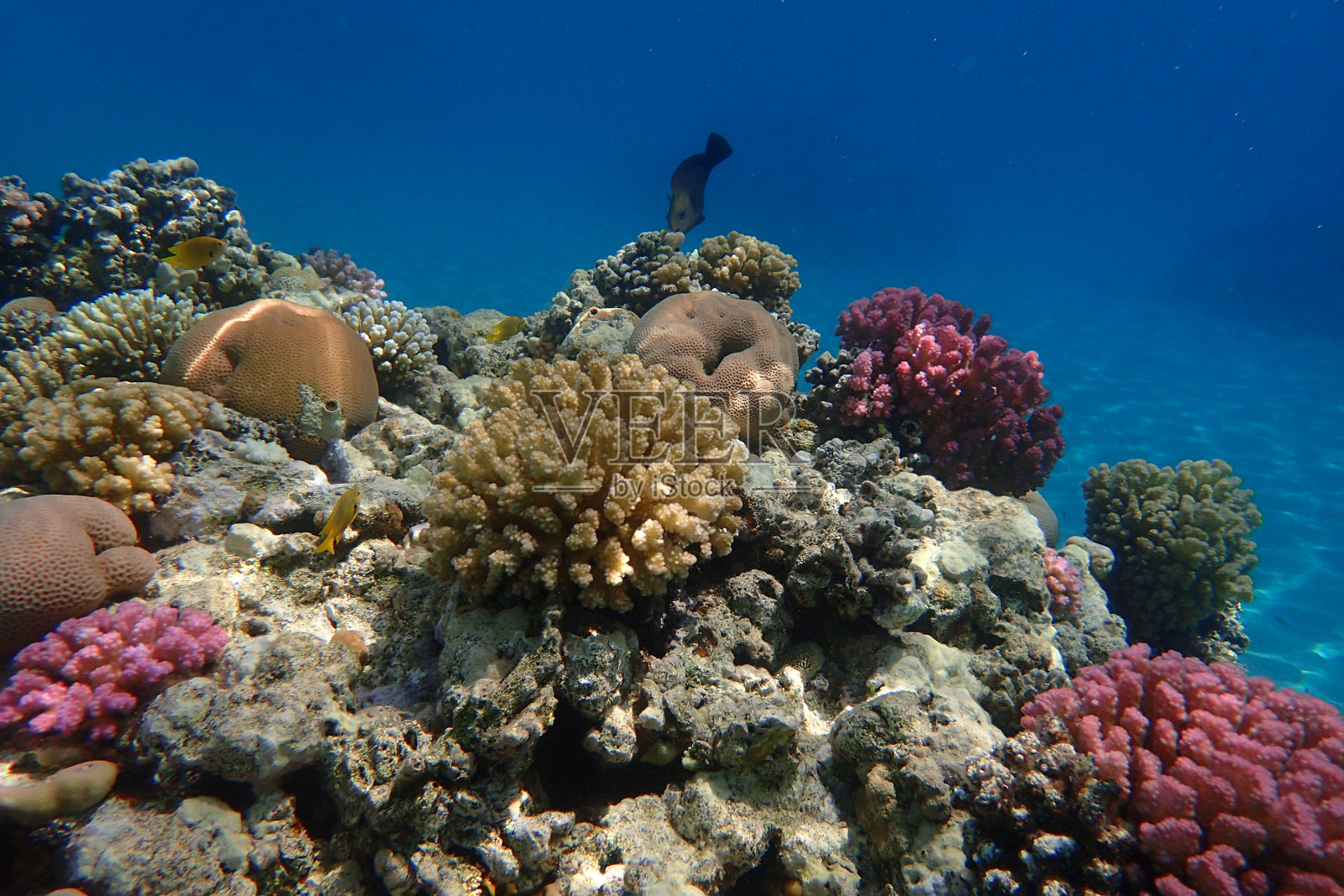 来自红海的珊瑚礁照片摄影图片