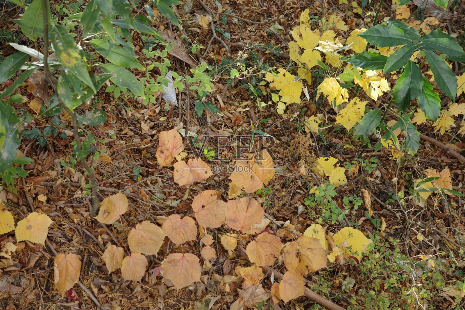 深秋，落叶混交林的落叶色彩鲜艳照片摄影图片