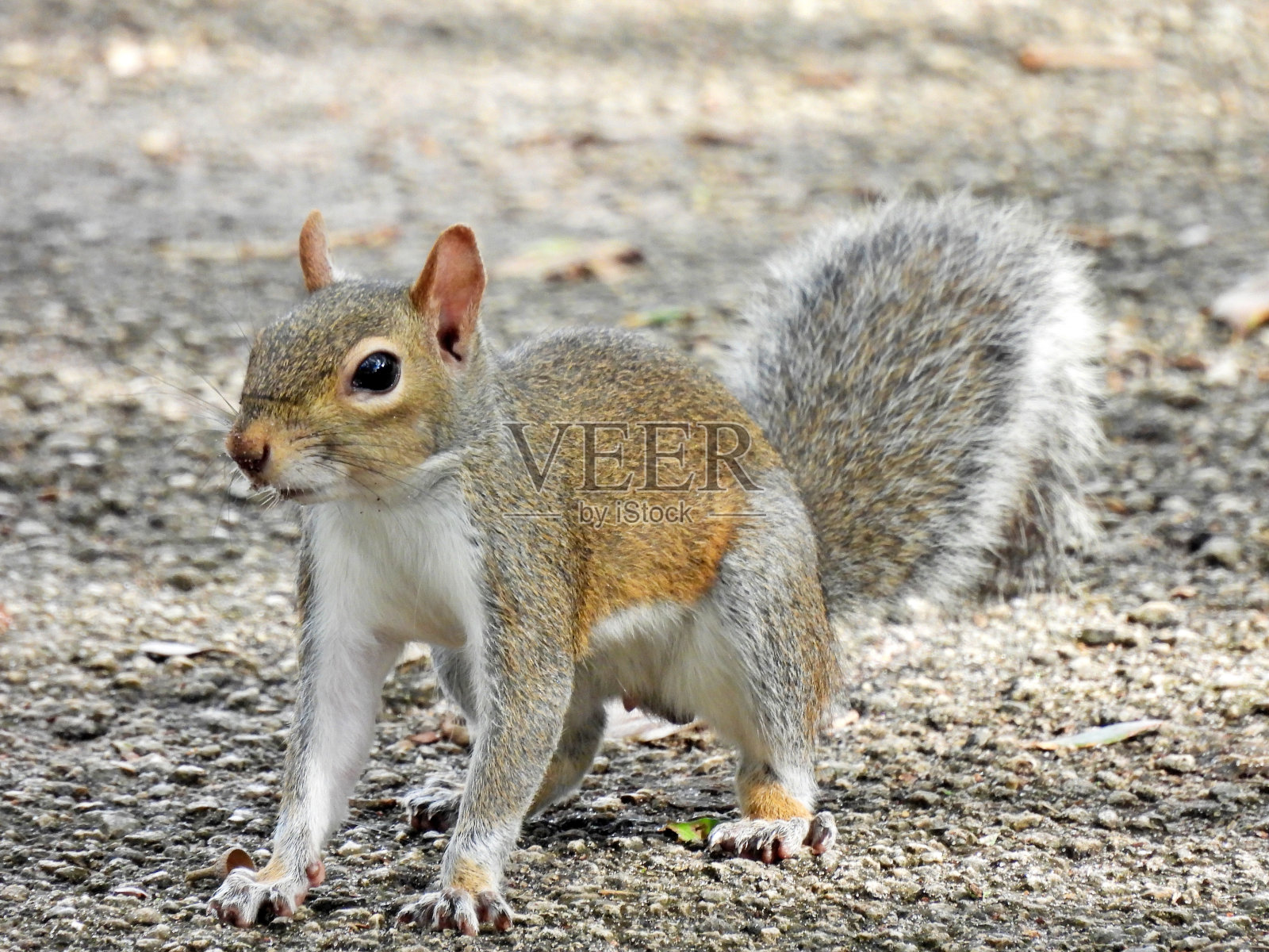 灰松鼠(学名Sciurus carolinensis)——站在街上照片摄影图片