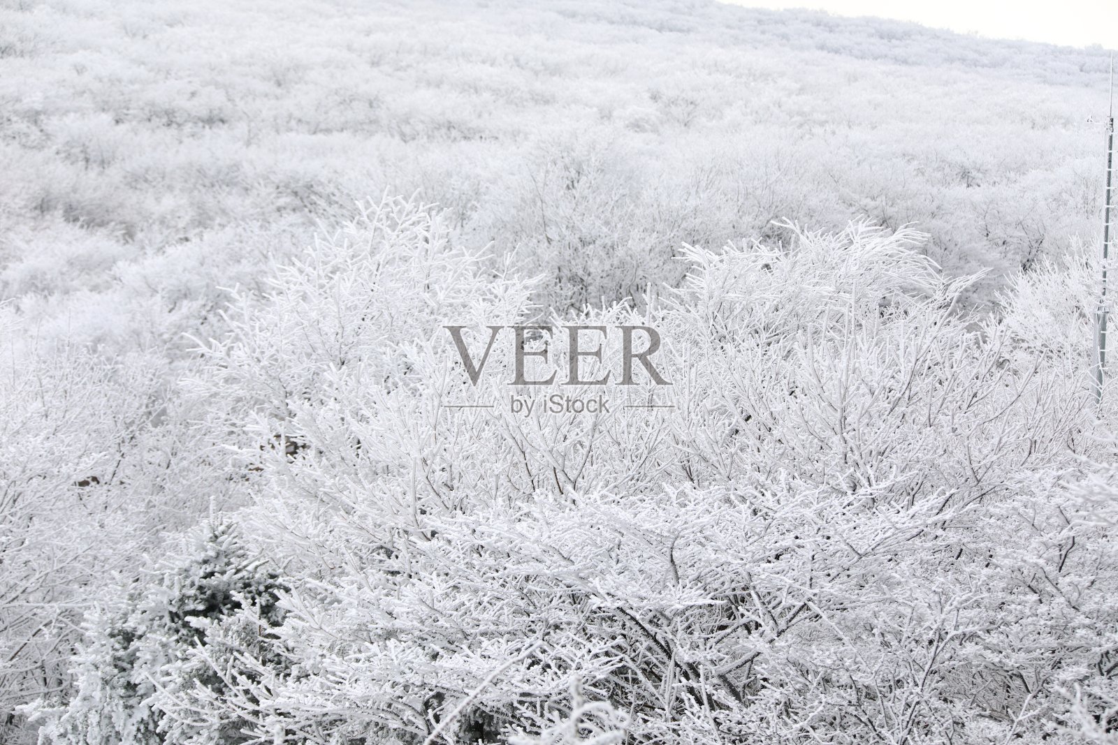 冬天在韩国济州岛著名的旅游景点1100山湿地照片摄影图片