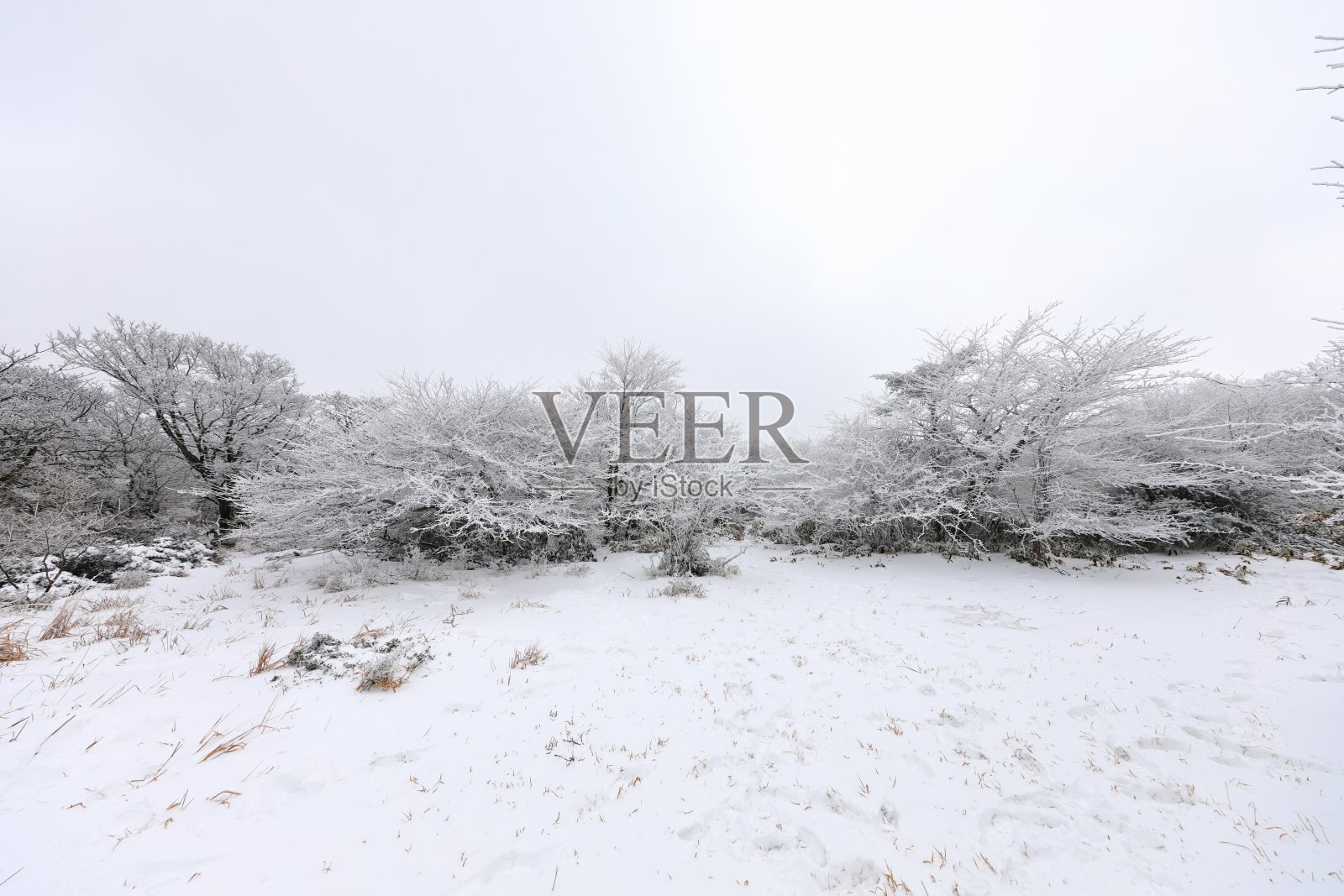 冬天在韩国济州岛著名的旅游景点1100山湿地照片摄影图片