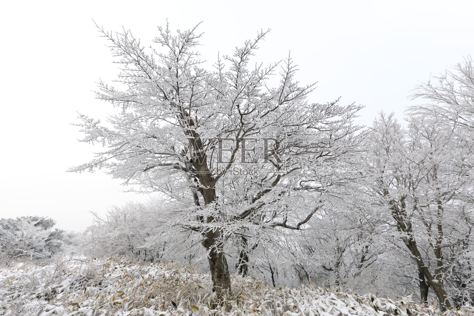 冬天在韩国济州岛著名的旅游景点1100山湿地照片摄影图片