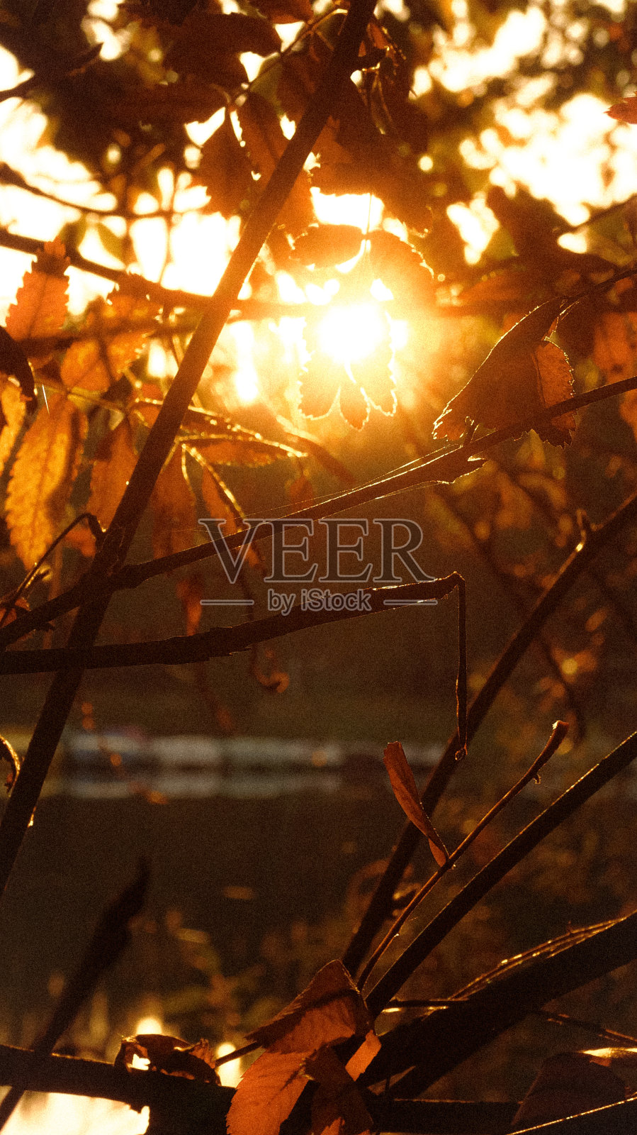 秋天公园的黎明照片摄影图片