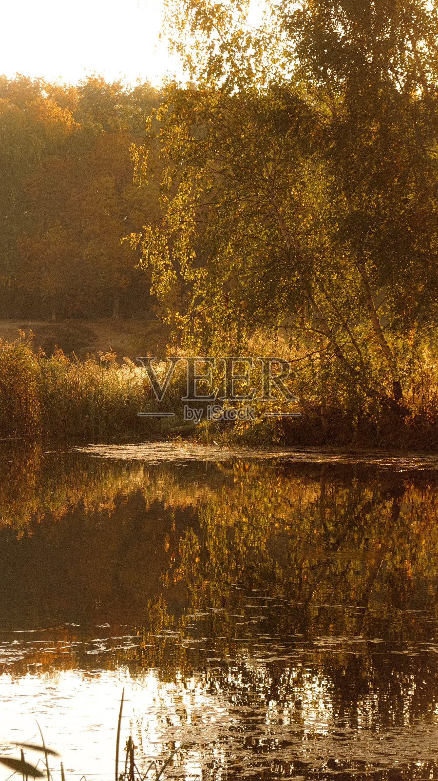 秋天公园的黎明照片摄影图片