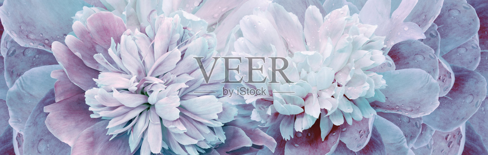 花春天的背景。一束牡丹。特写镜头。大自然。照片摄影图片