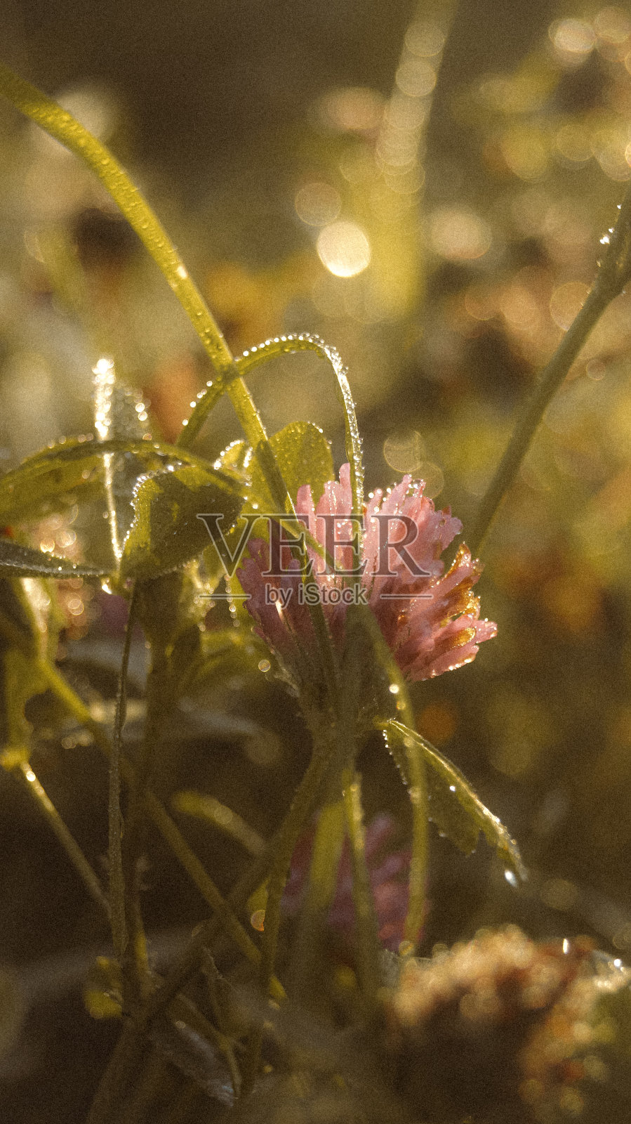 秋花在朝露照片摄影图片