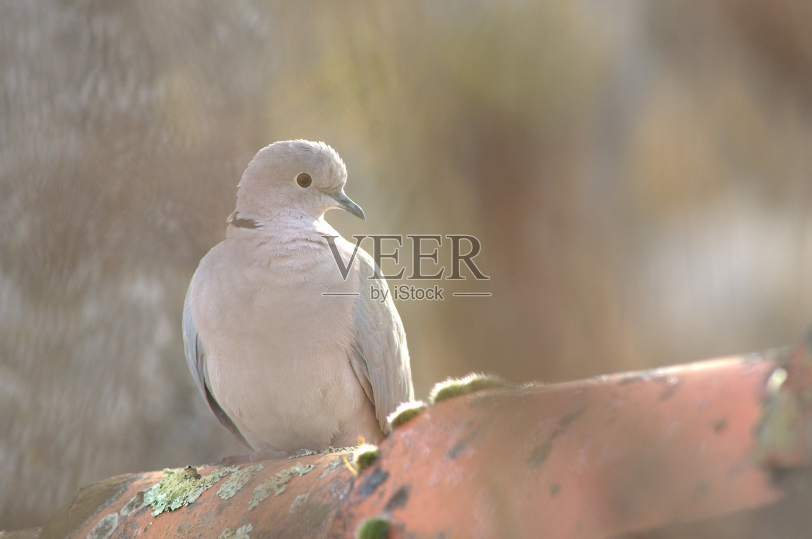 欧亚颈鸽或土耳其鸽，颈鸽照片摄影图片