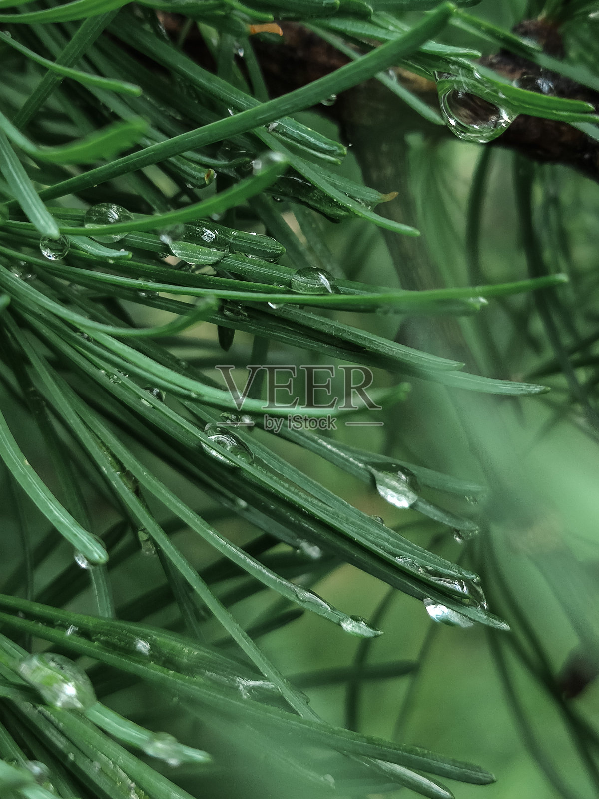 秋天的冷杉针照片摄影图片