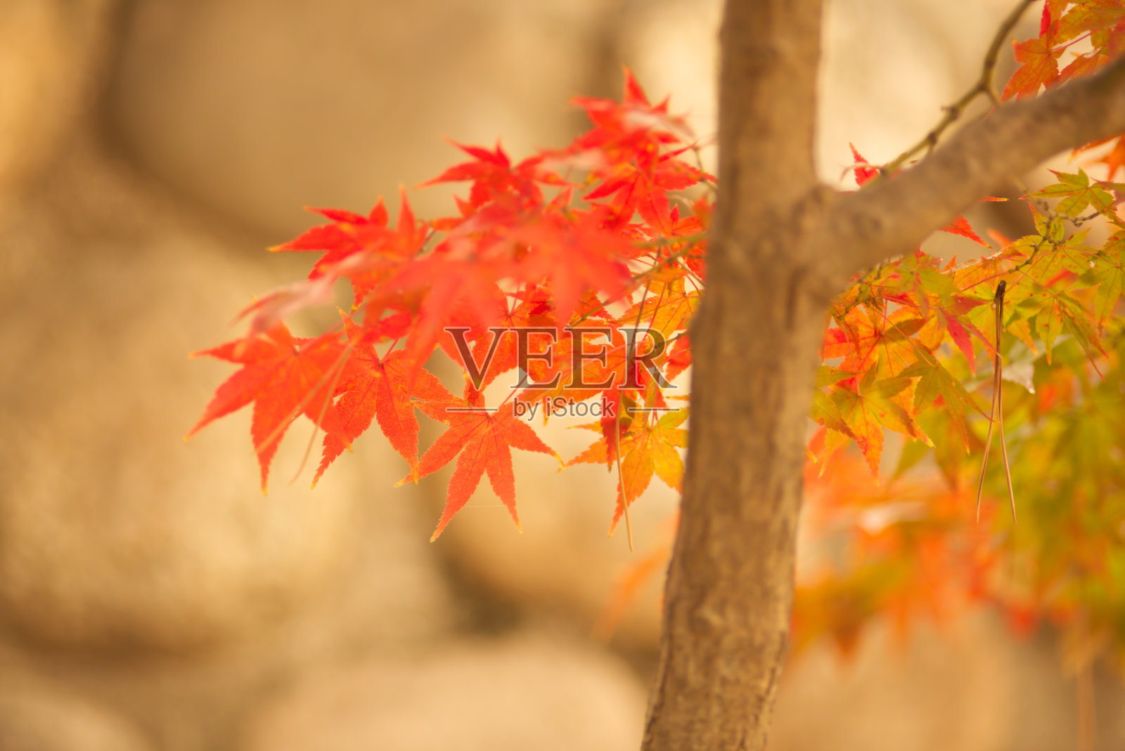 彩色的叶子照片摄影图片