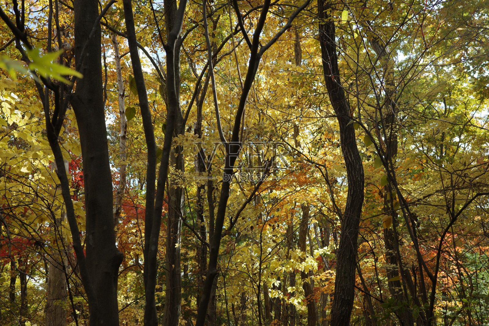 秋天的落叶阔叶林，包括橡树和枫树，在深秋描绘了一幅如画的风景照片摄影图片