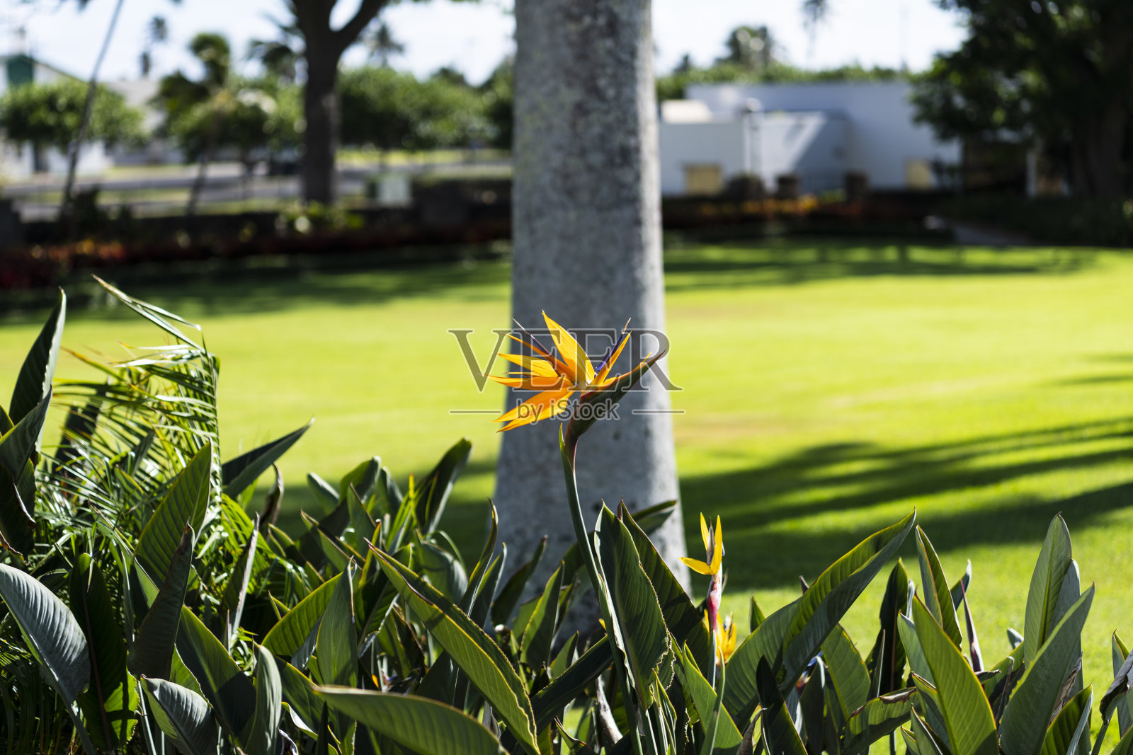 天堂鸟照片摄影图片