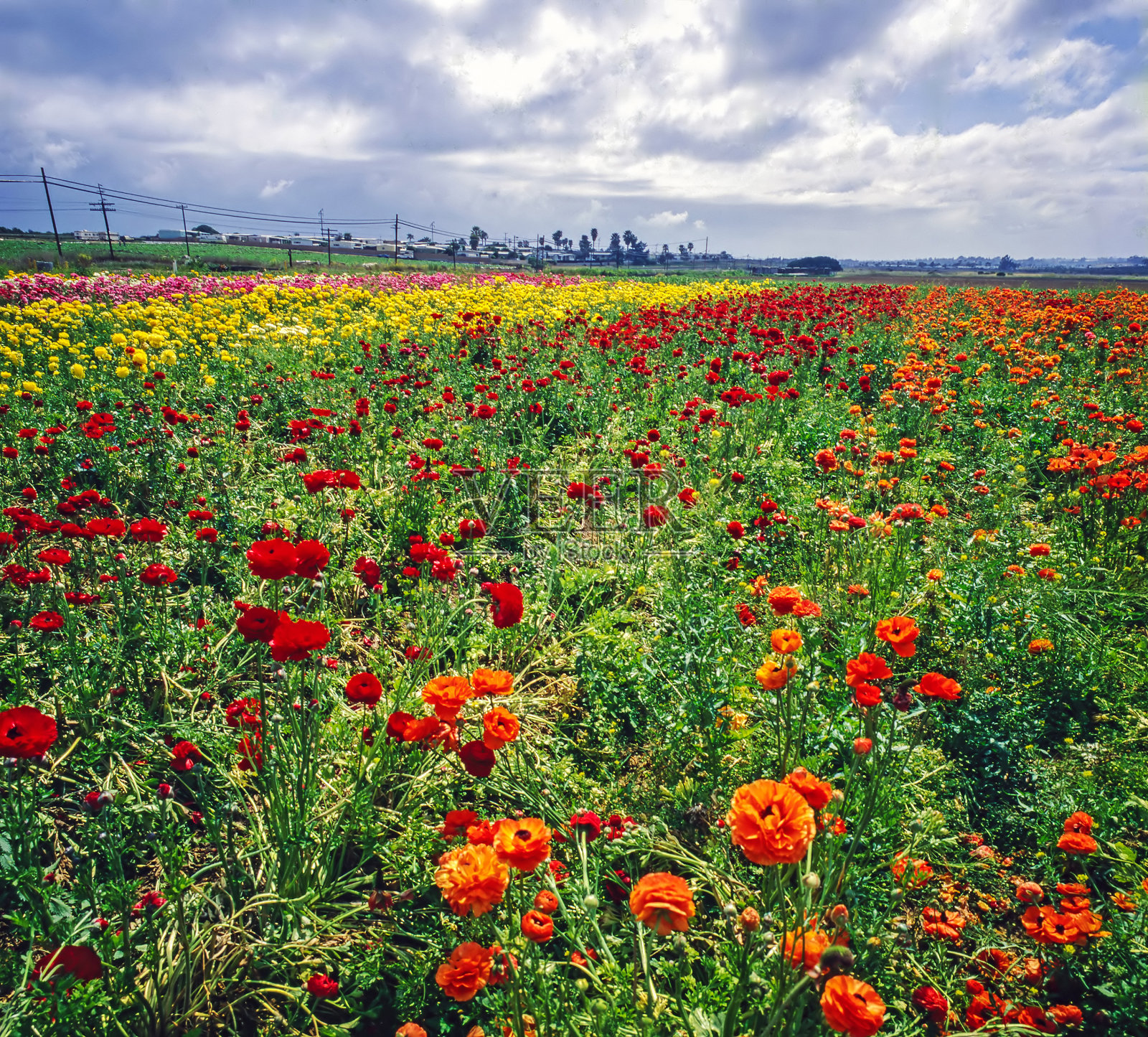 花领域照片摄影图片