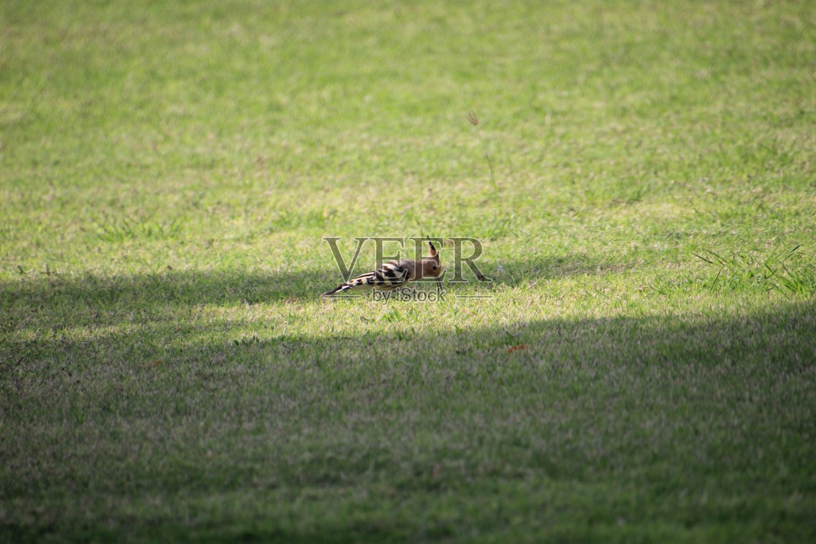 戴胜鸟照片摄影图片