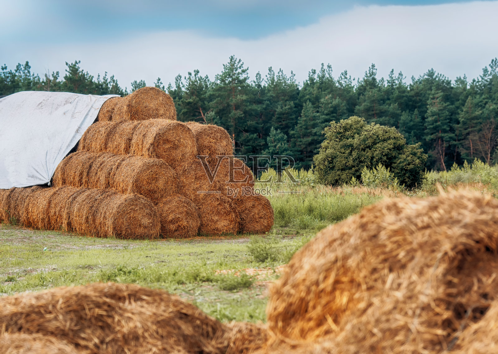 收获后在田间堆放干草捆。干稻草压成单个稻草捆。一堆稻草捆。干草和稻草的结构。照片摄影图片