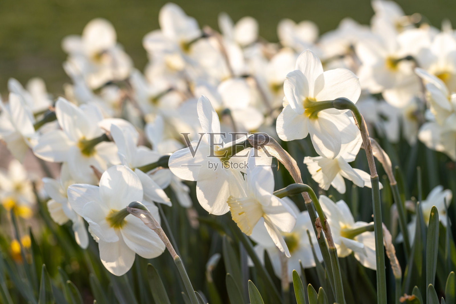 美丽的水仙花在春天的花园里盛开。照片摄影图片