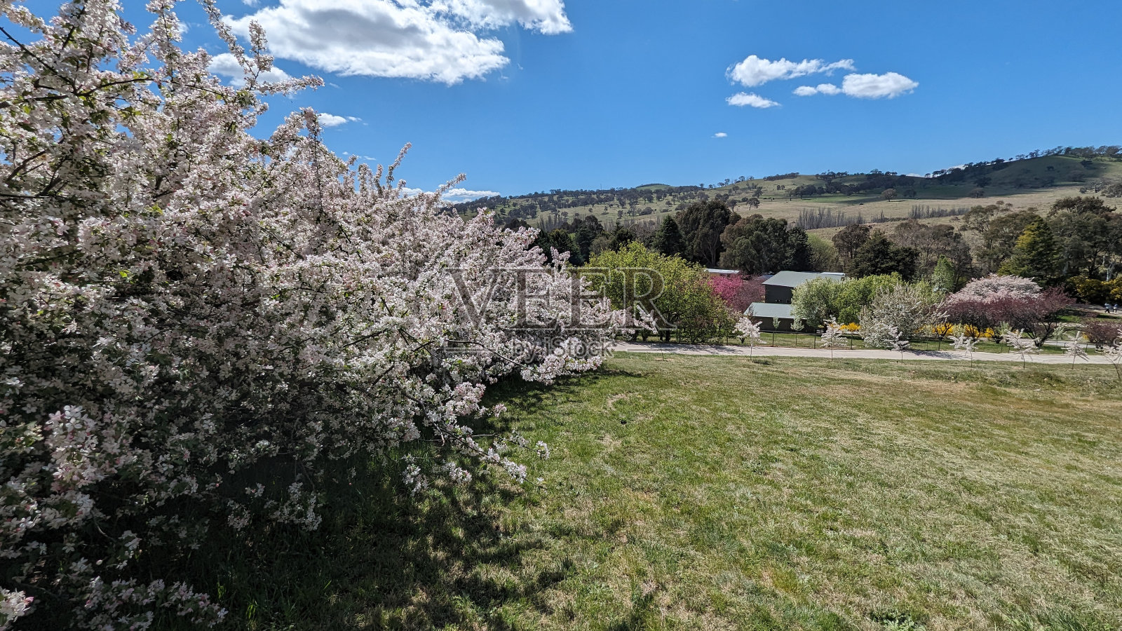 樱花照片摄影图片