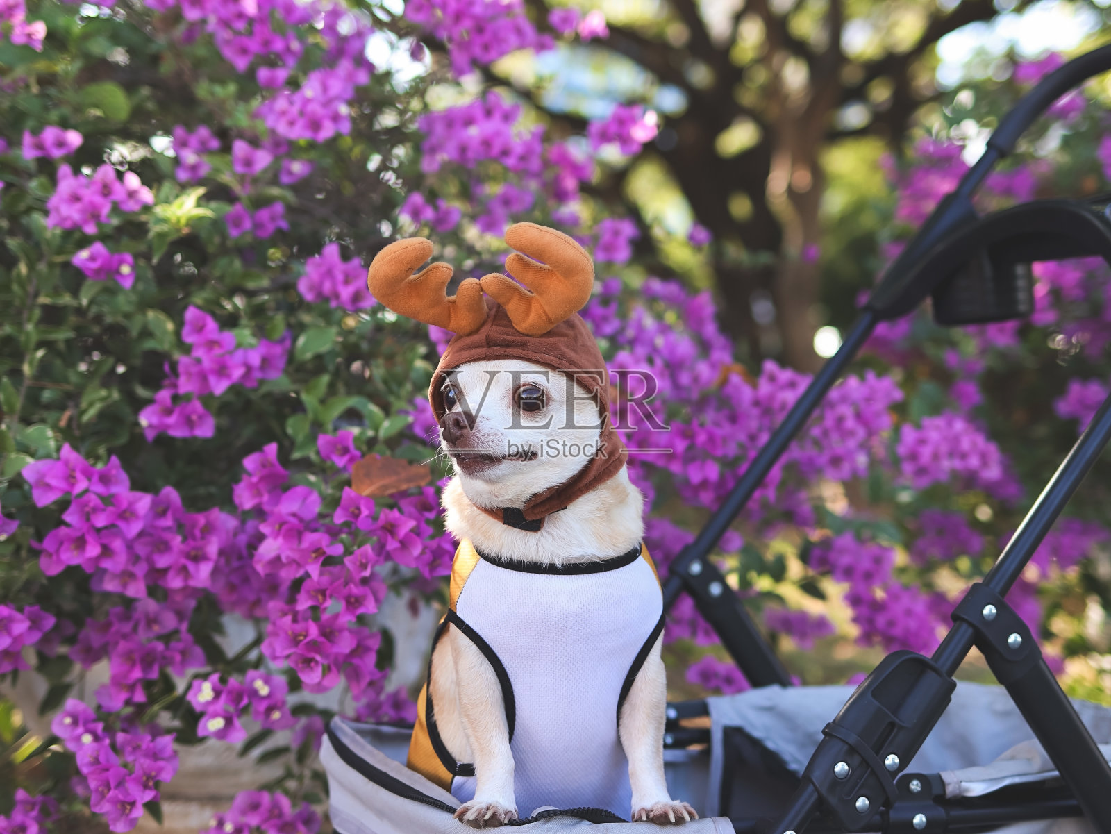 快乐的棕色短发吉娃娃狗戴着驯鹿角帽，站在宠物婴儿车里，好奇地侧目，户外，紫色的花朵背景。圣诞节的概念。照片摄影图片